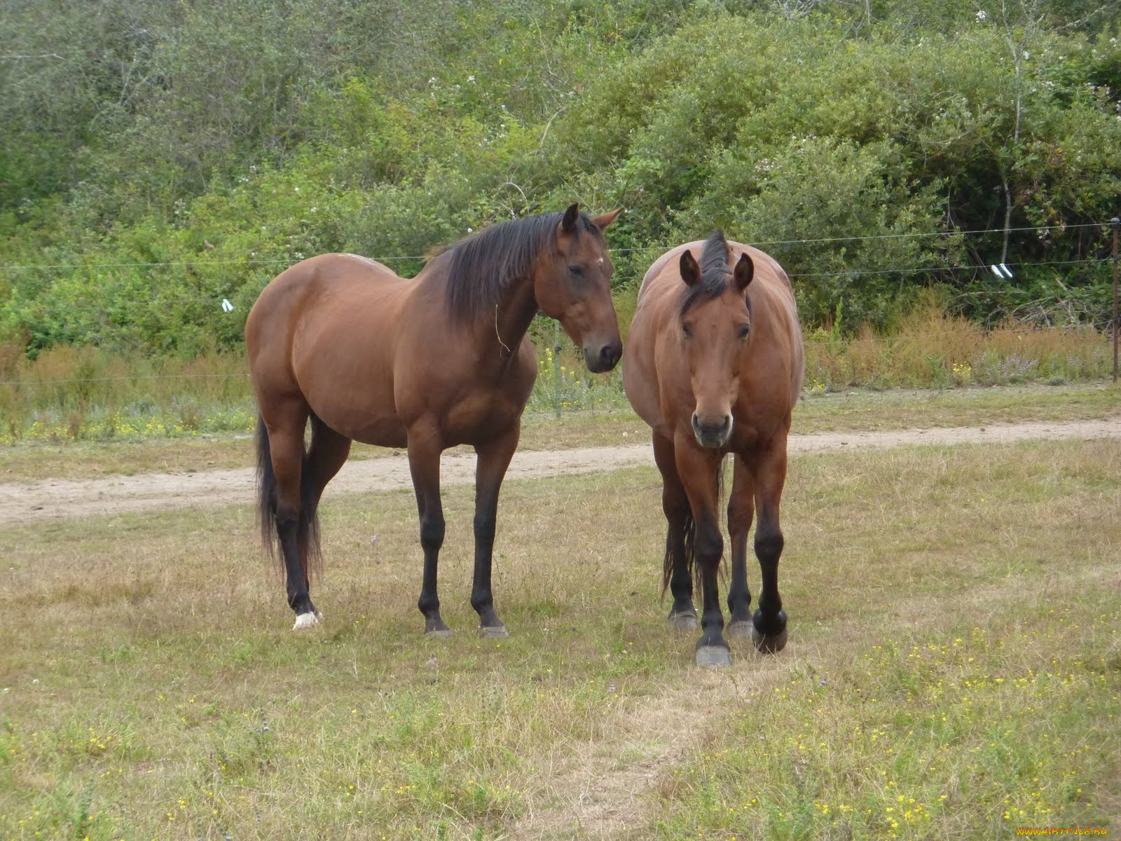 животные, лошади, луг