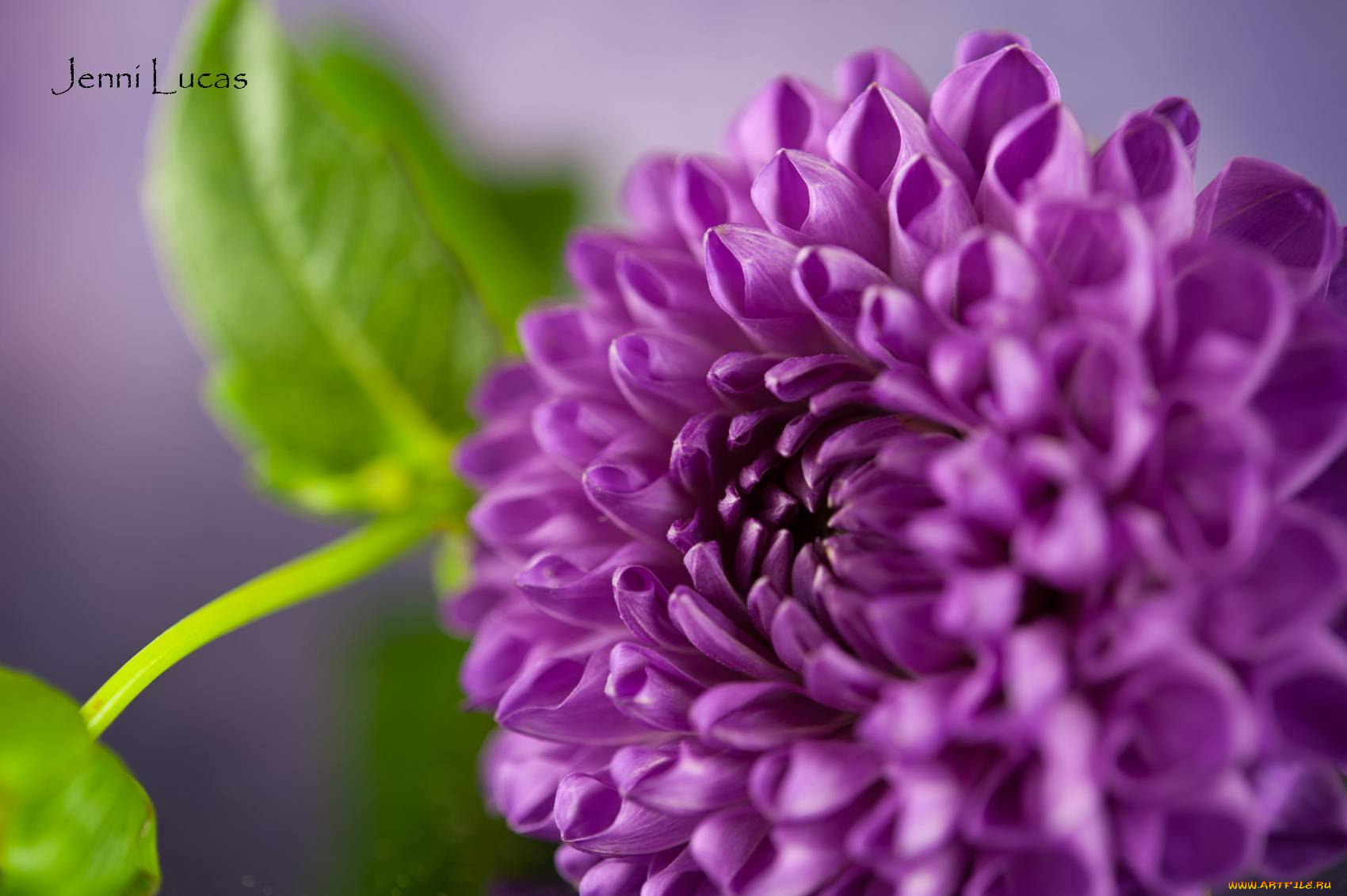 цветы, георгины, лиловый