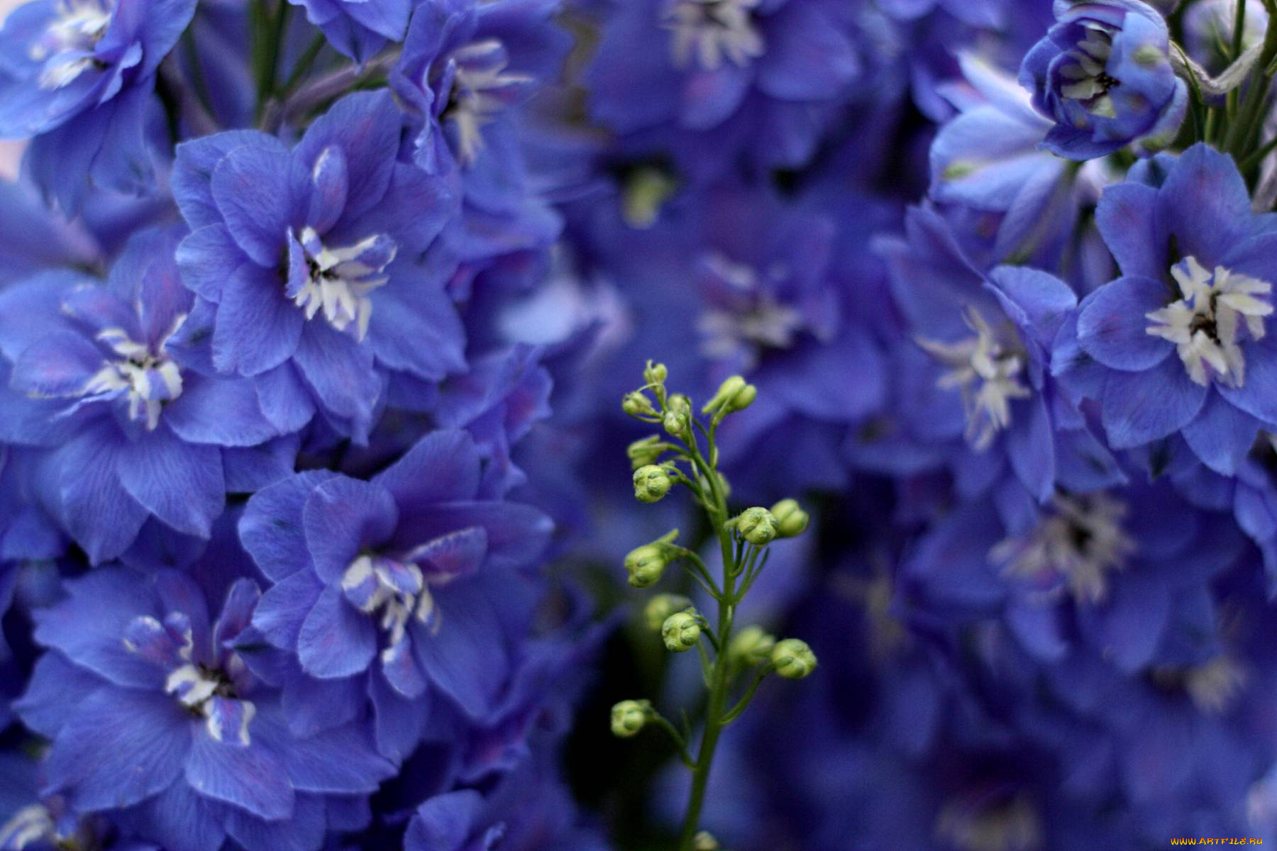 цветы, дельфиниум, синий
