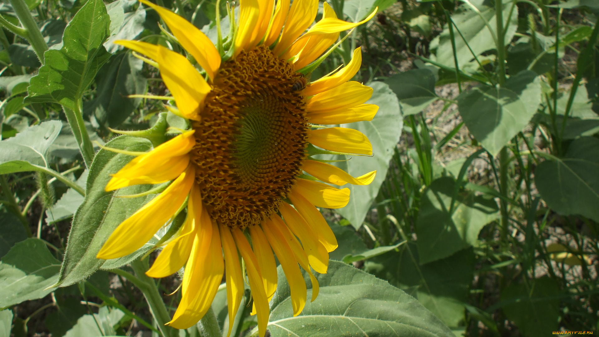 цветы, подсолнухи