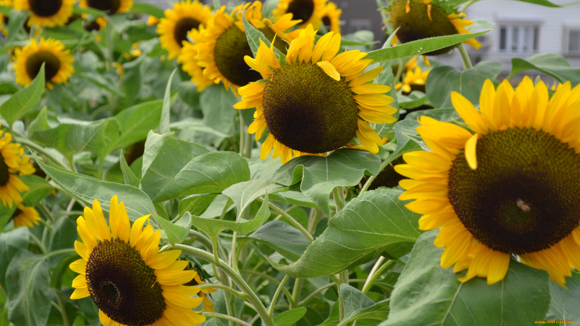 цветы, подсолнухи