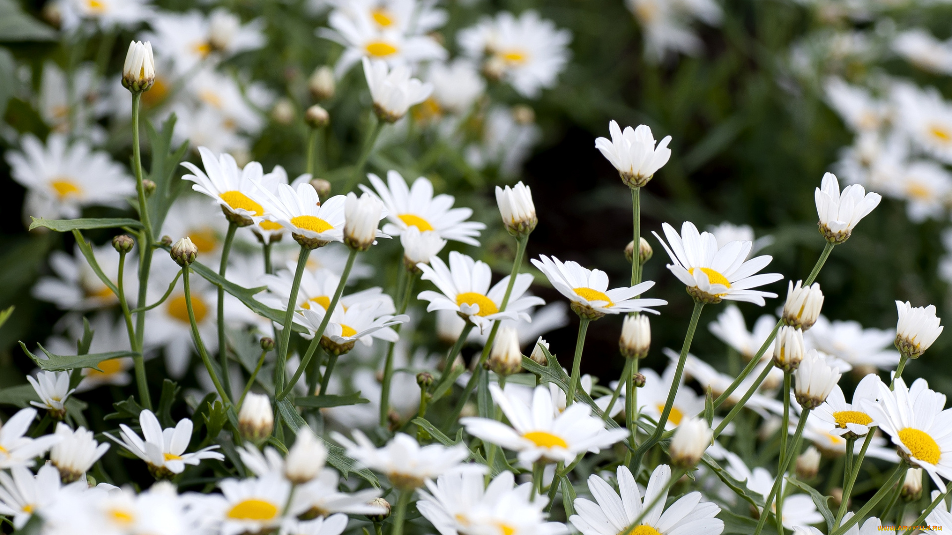 цветы, ромашки, много, белые