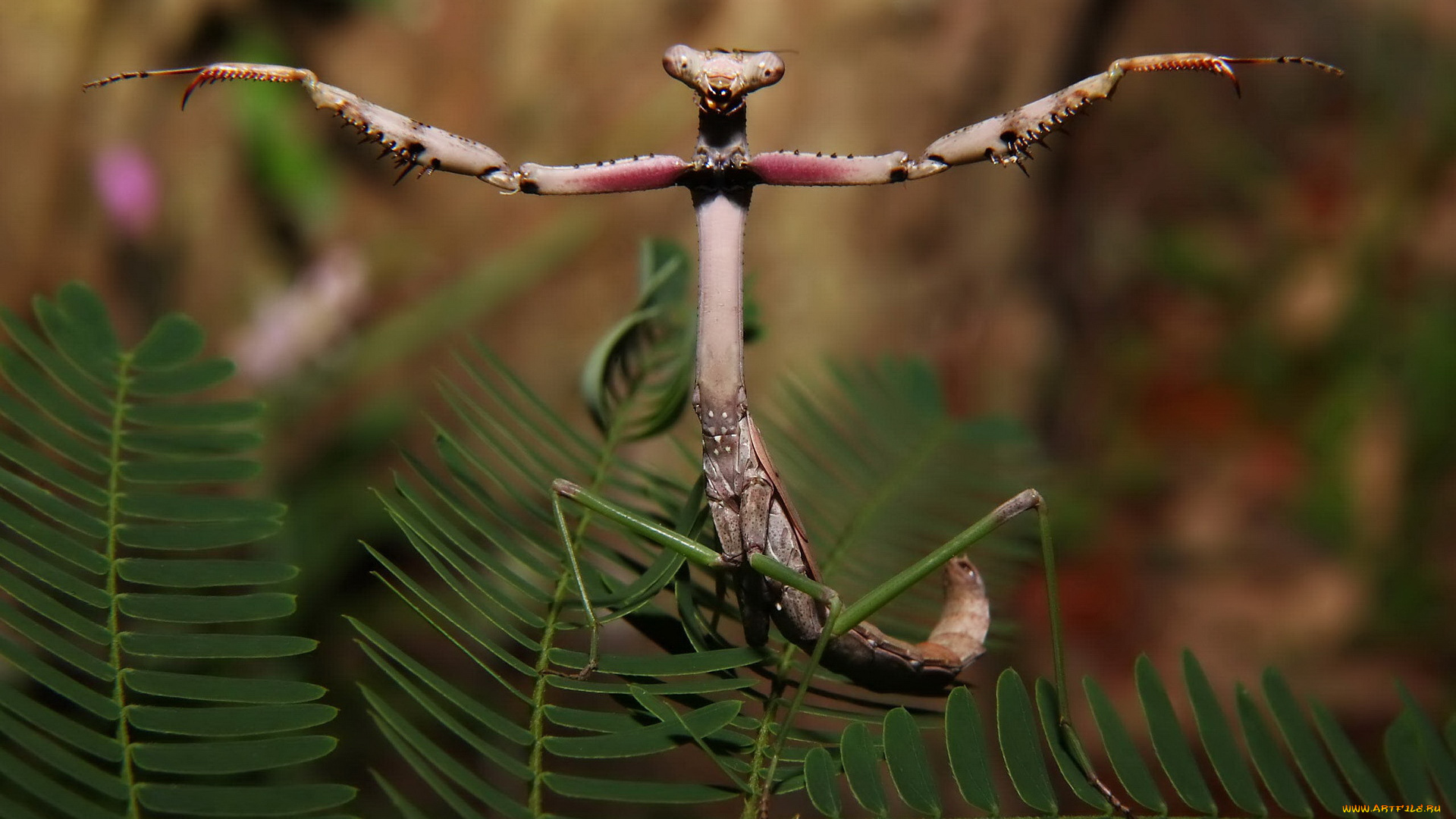 животные, богомолы, богомол