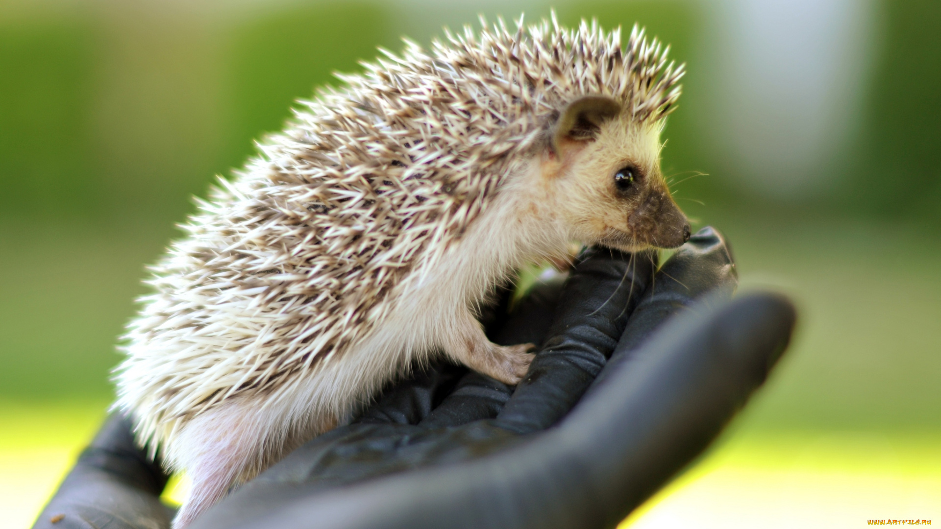 животные, ежи, перчатка, иголки, малыш