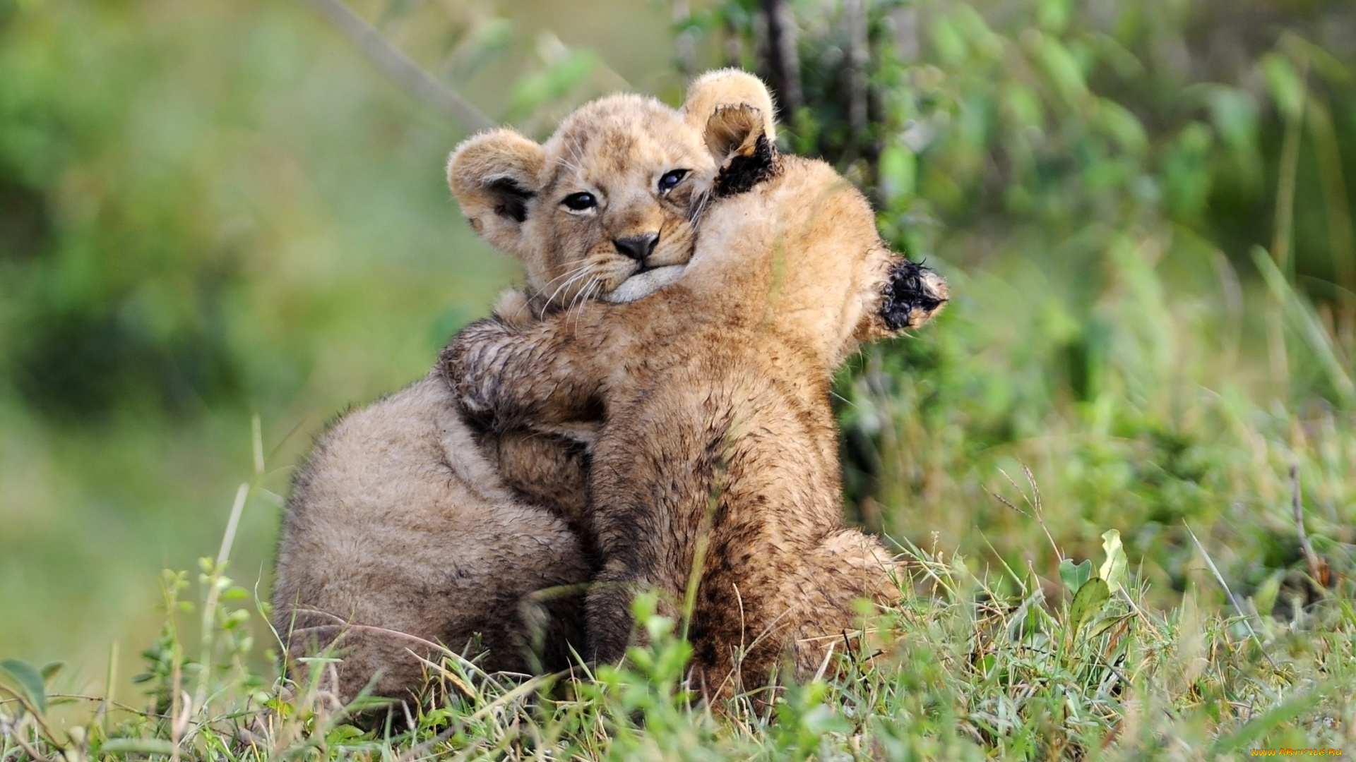 животные, львы, малыши, игра