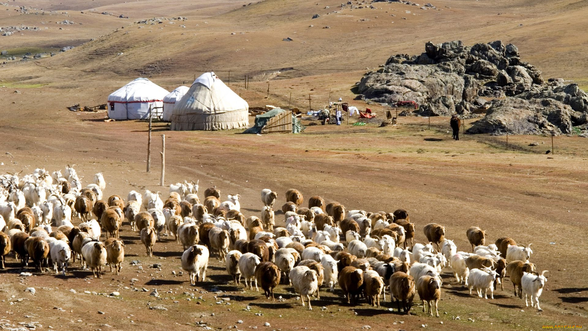 животные, овцы, бараны