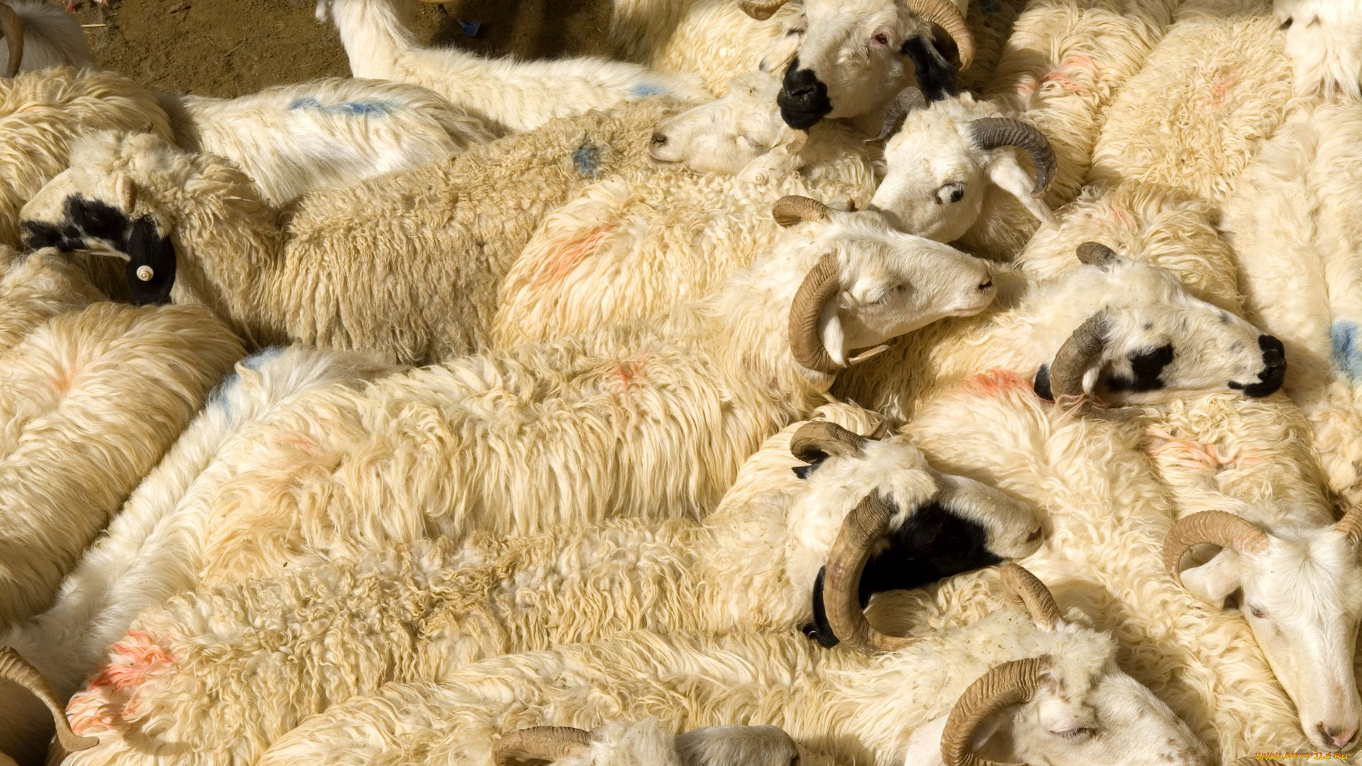животные, овцы, бараны