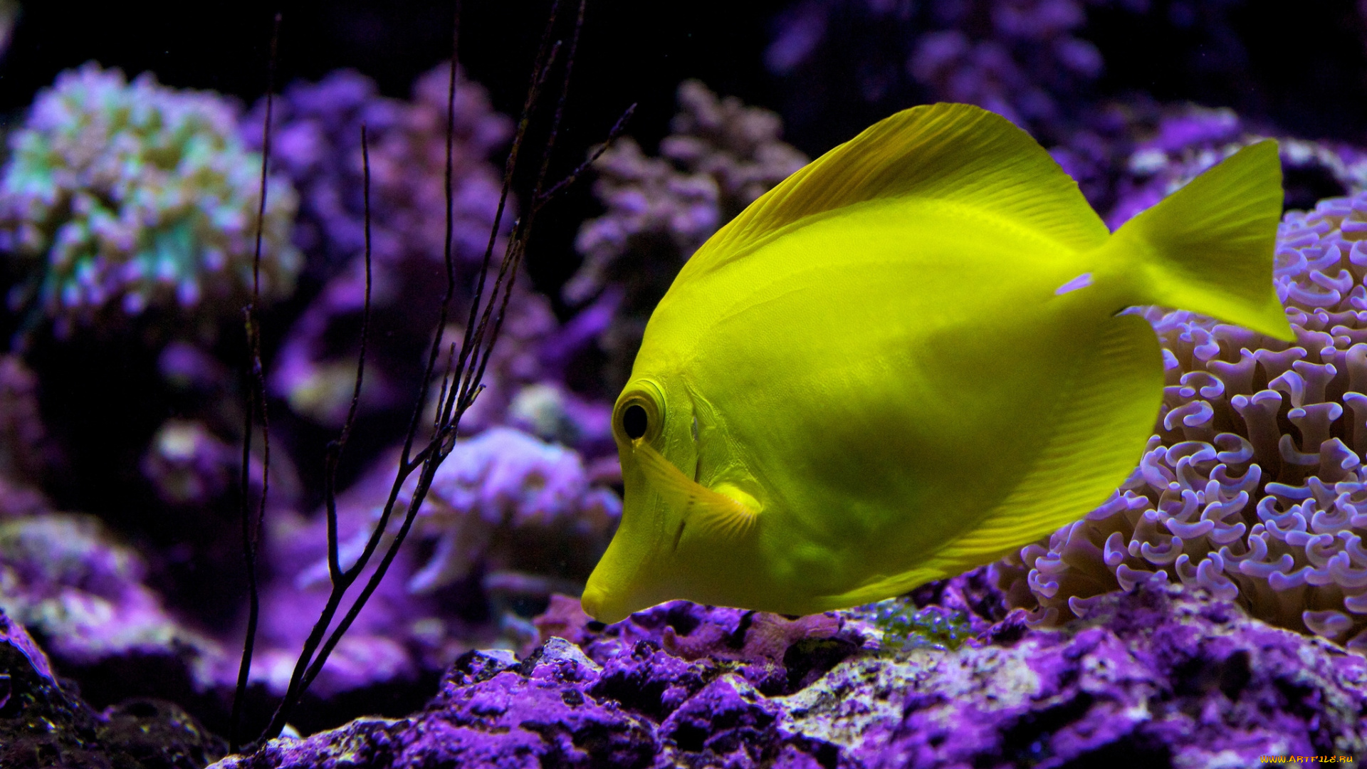животные, рыбы, желтый, кораллы, тропики