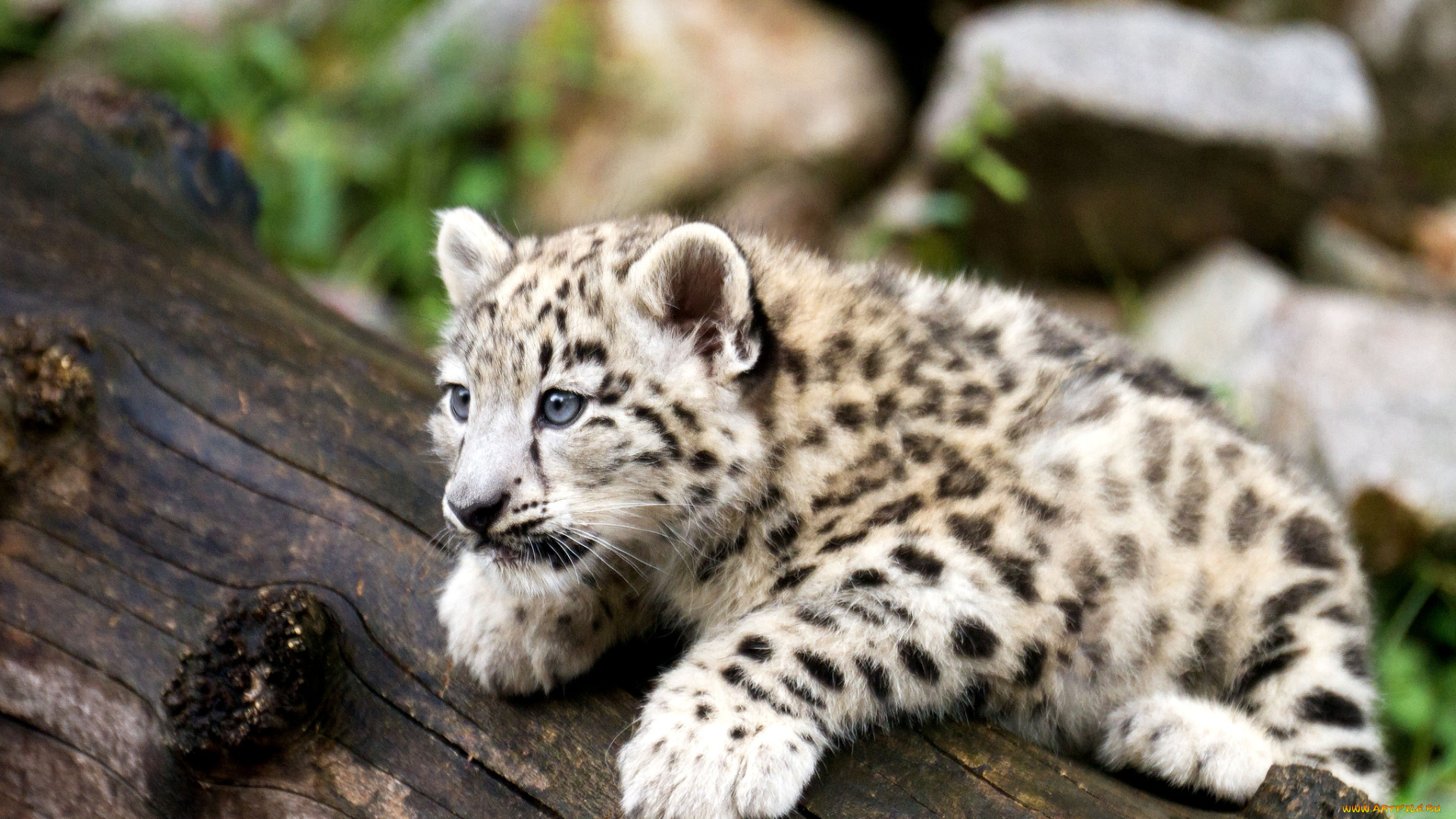 животные, снежный, барс, ирбис, малыш