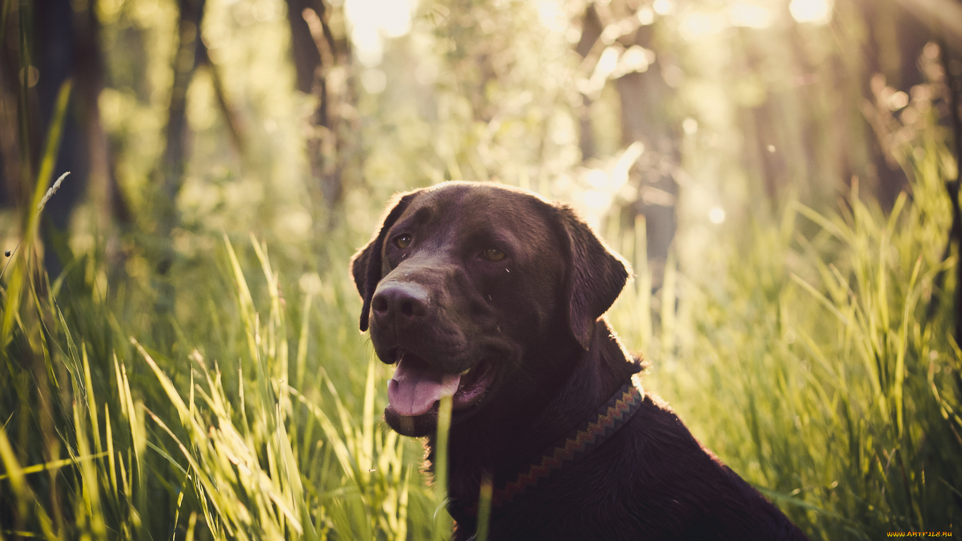 животные, собаки, морда, трава, взгляд