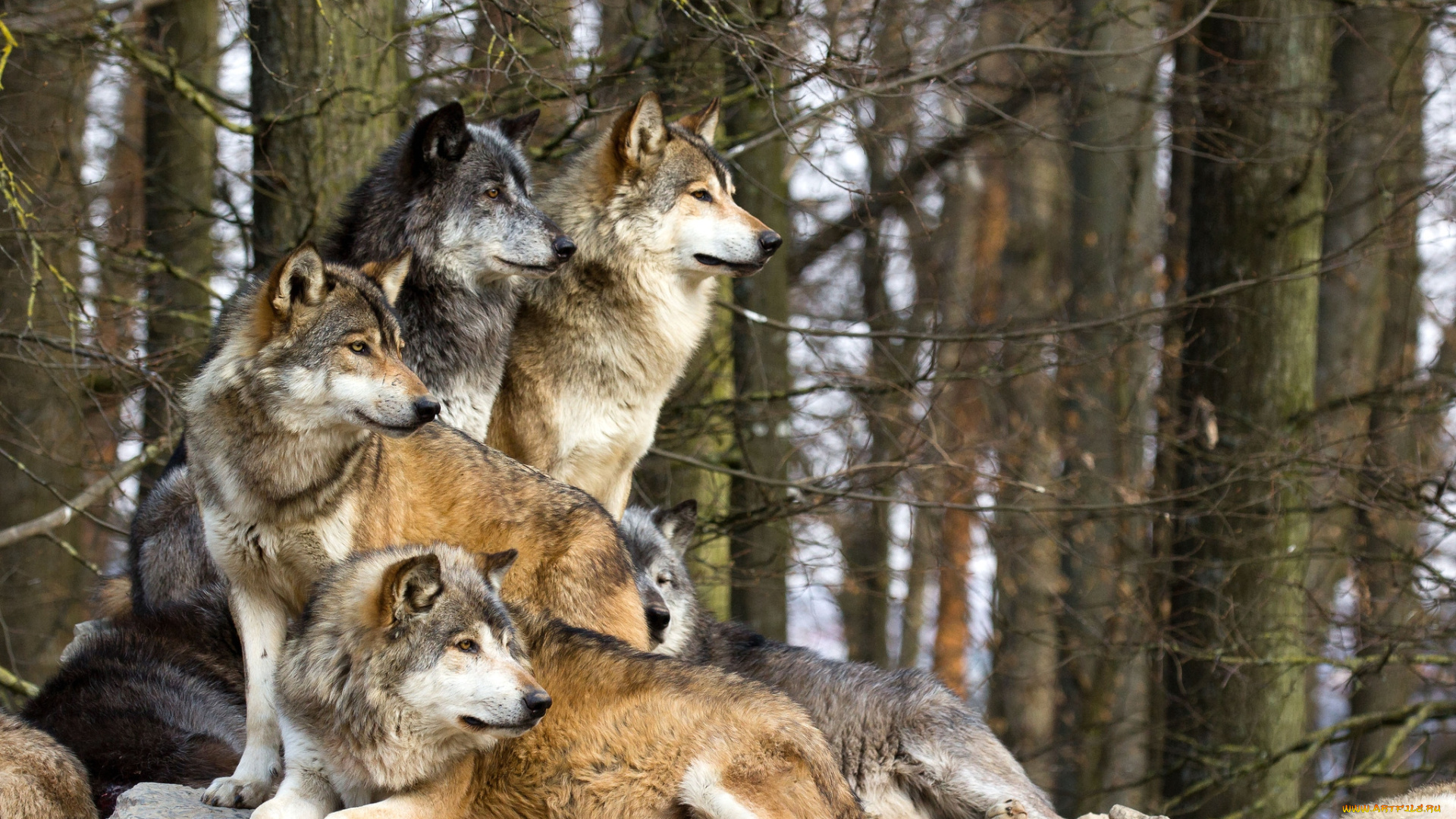 животные, волки, стая, хищники