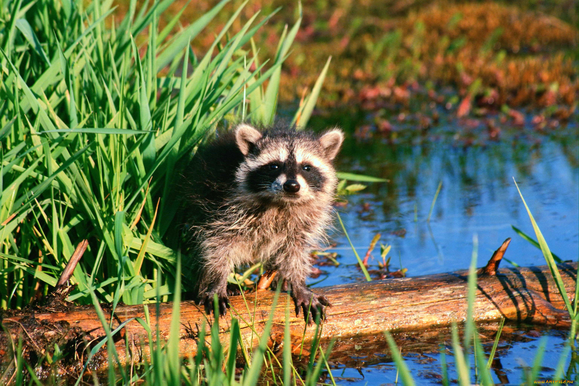 raccoon, животные, еноты, ракоед, енот, река, бревно, трава