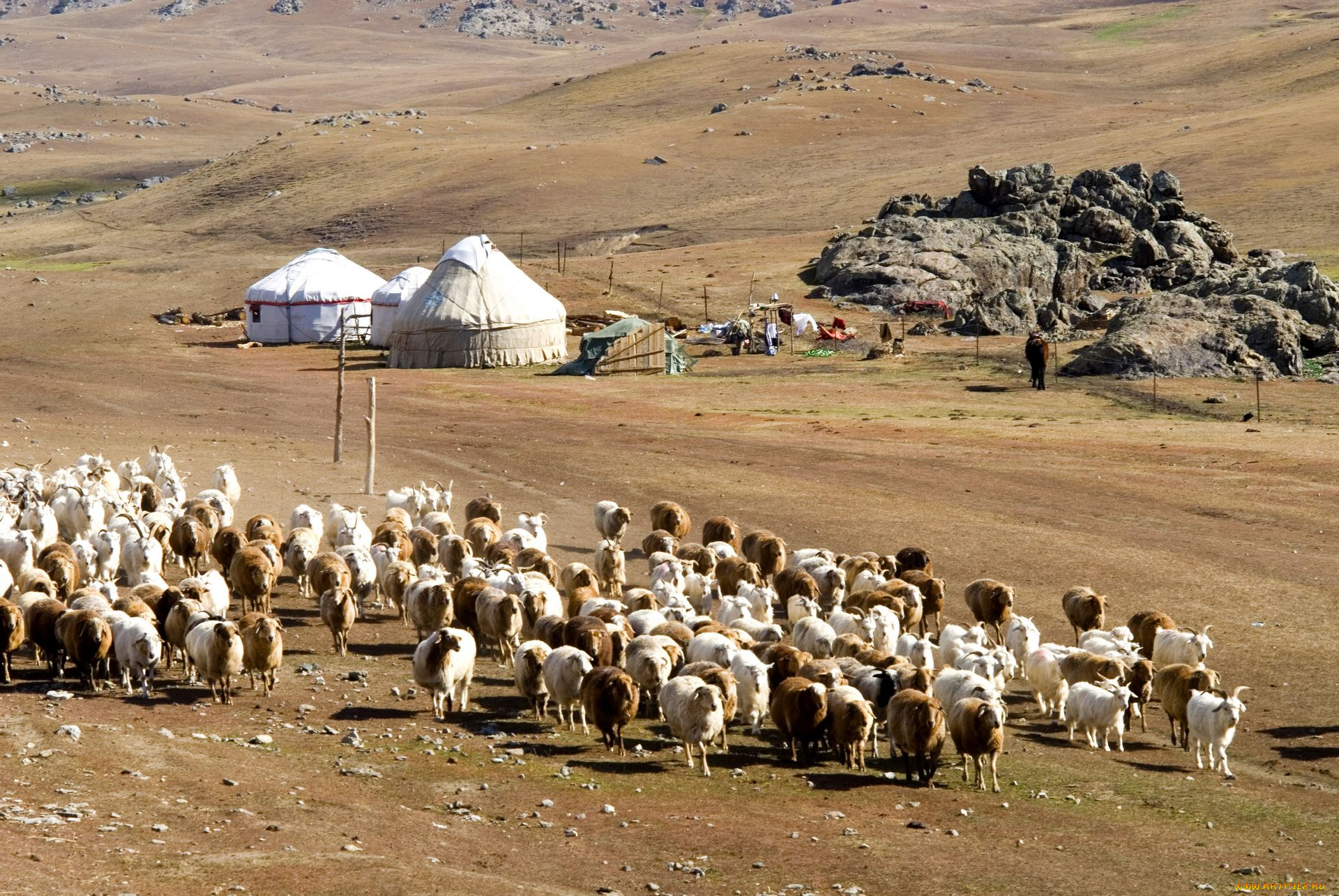 животные, овцы, бараны