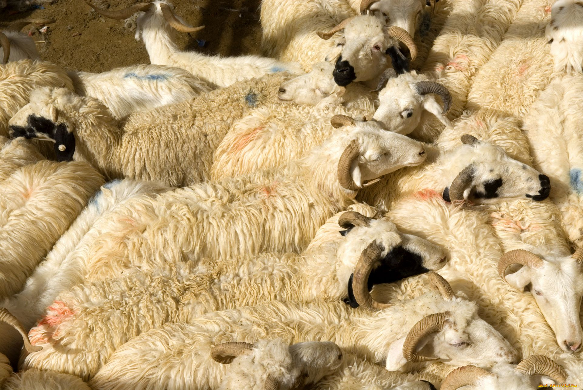 животные, овцы, бараны