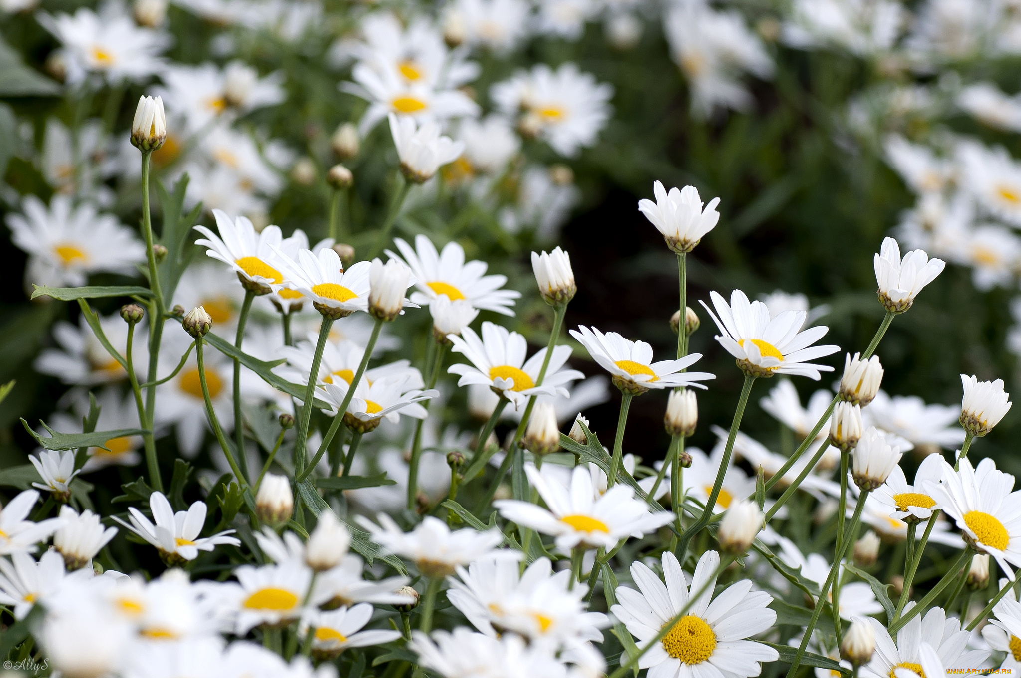 цветы, ромашки, много, белые