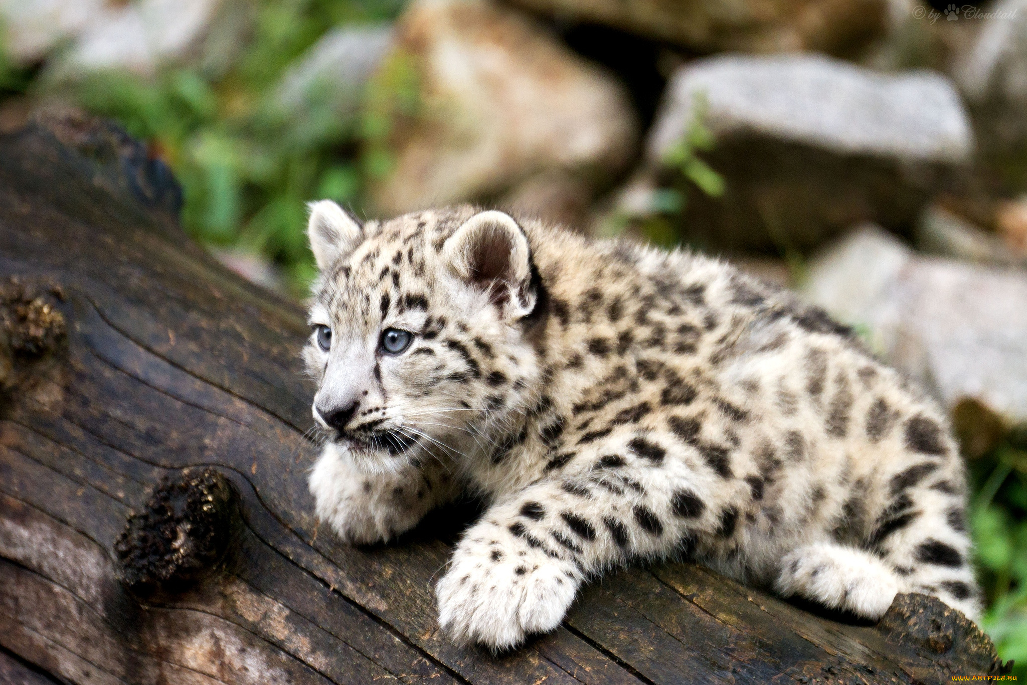 животные, снежный, барс, ирбис, малыш