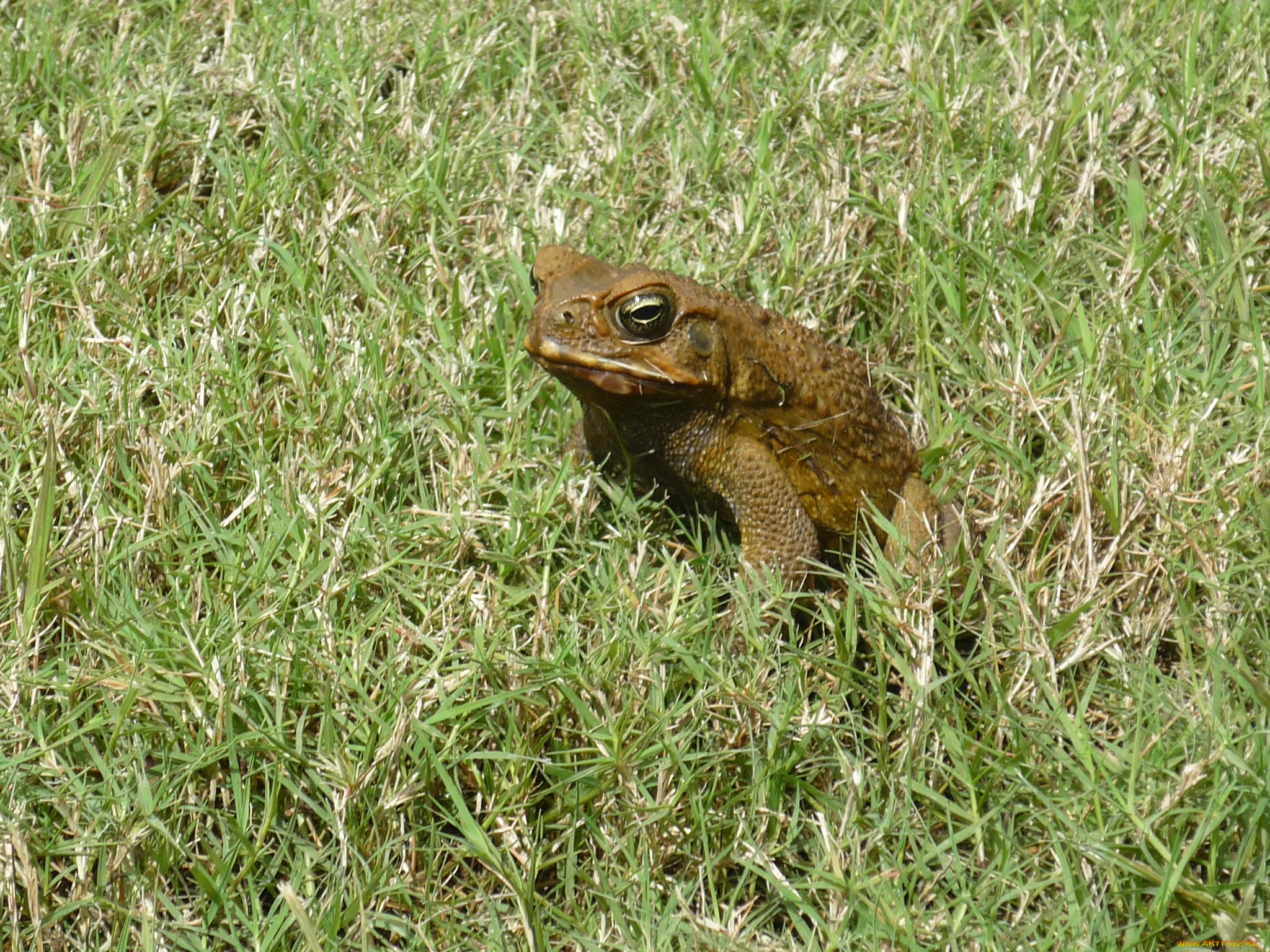 животные, лягушки, лягушка