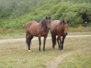 обоя животные, лошади, луг