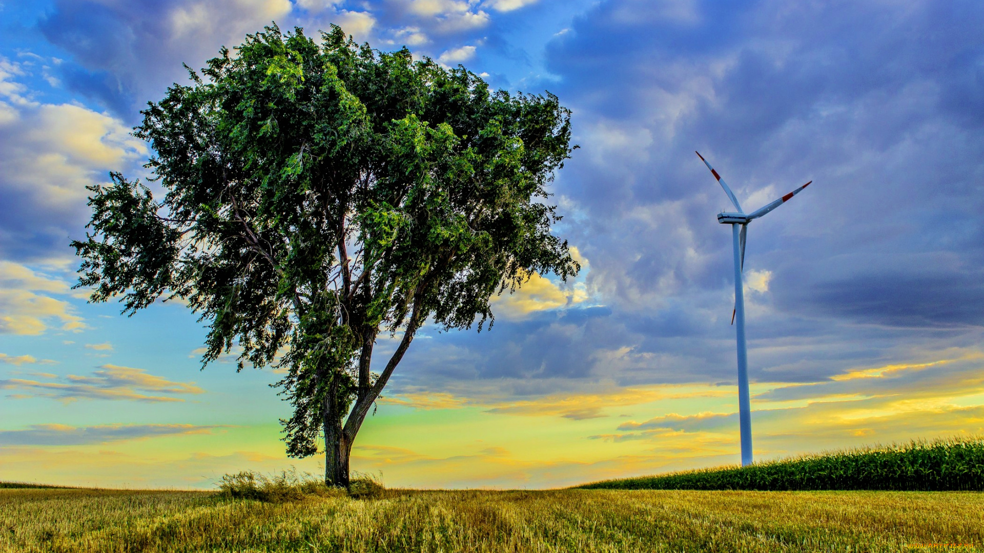 природа, деревья, трава, поле, дерево, ветряк