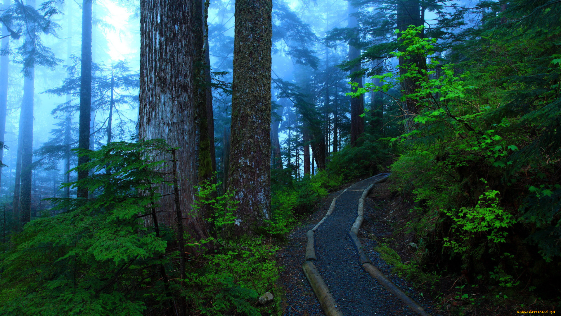 природа, дороги, туман, дорога, деревья, лес
