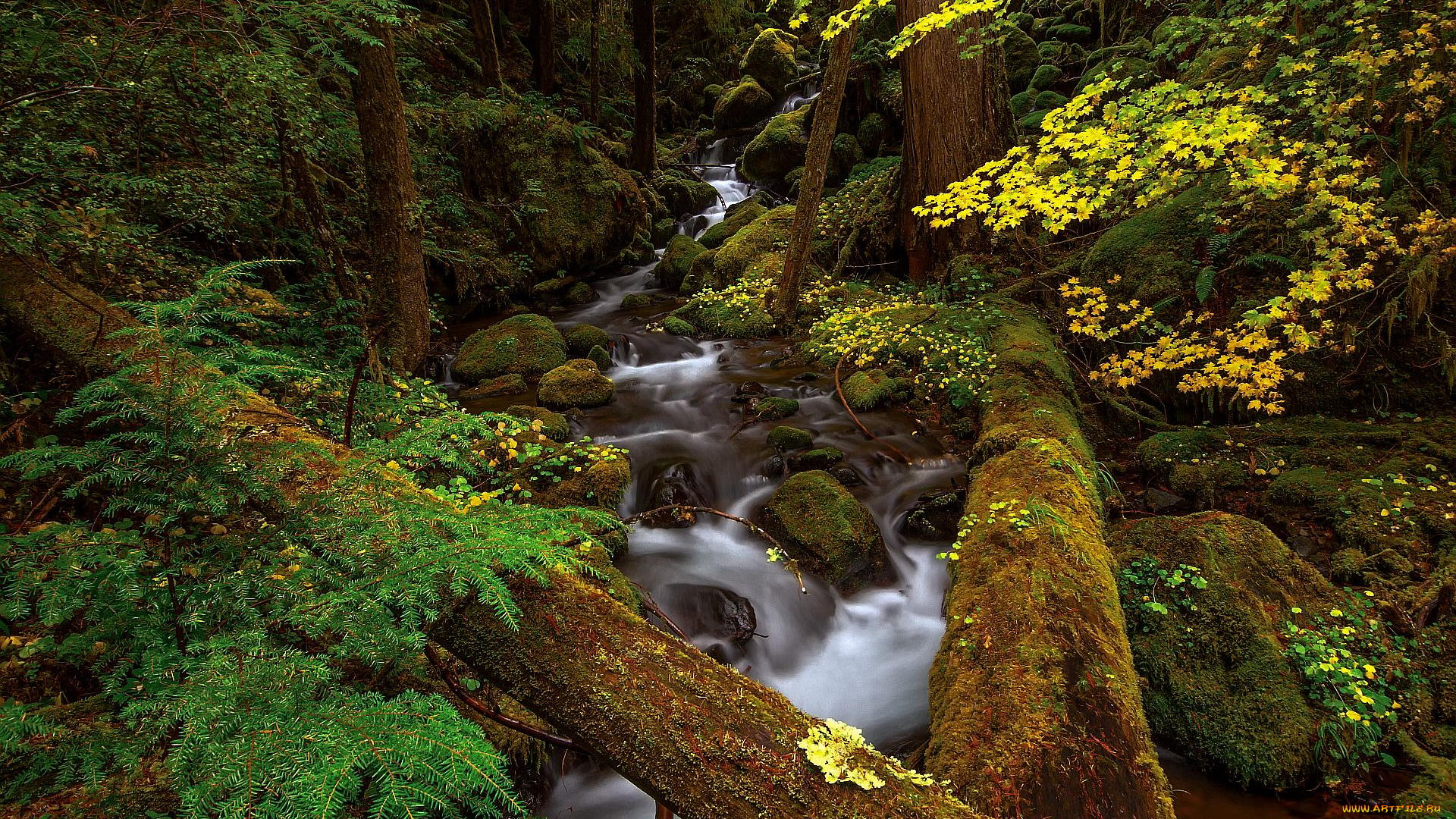 природа, реки, озера, лес, осень, брёвна, камни, речка