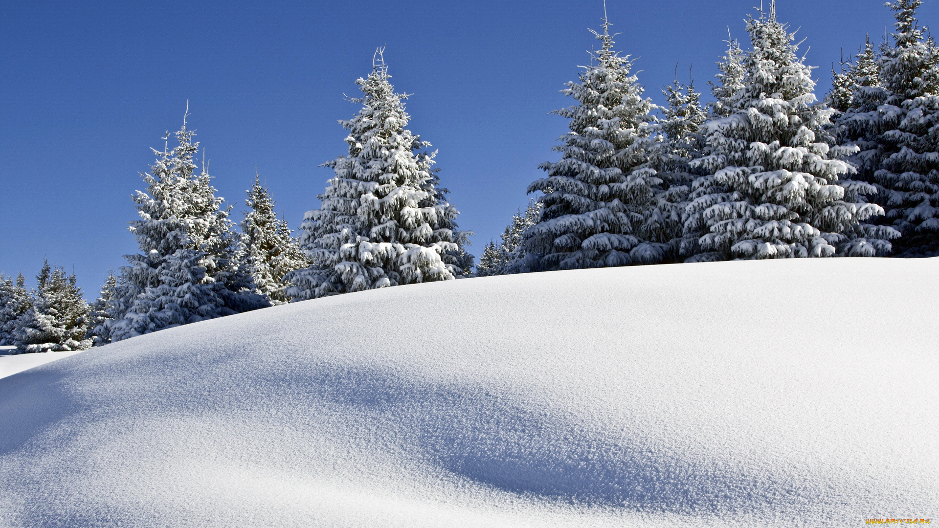 природа, зима, ели, снег