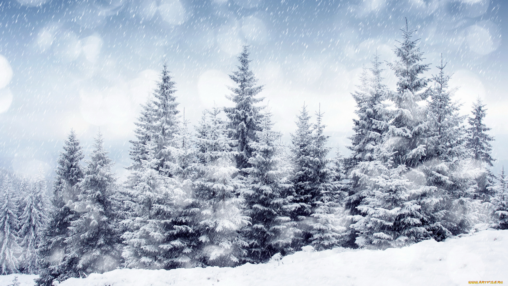 природа, зима, снег, ели