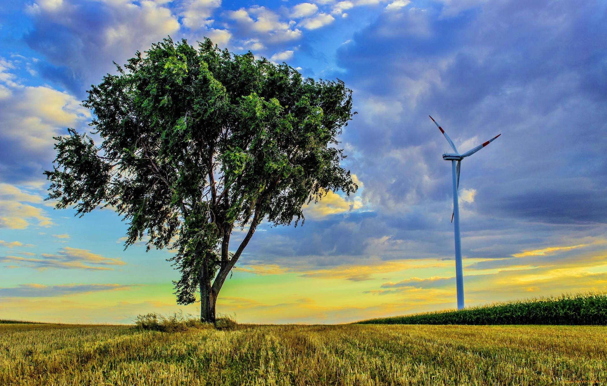 природа, деревья, трава, поле, дерево, ветряк