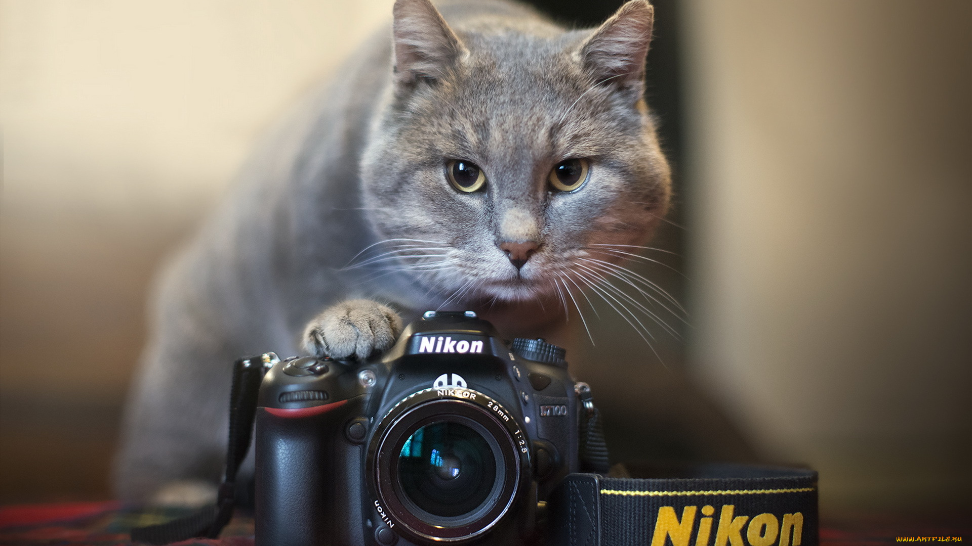 бренды, nikon, кошка, камера