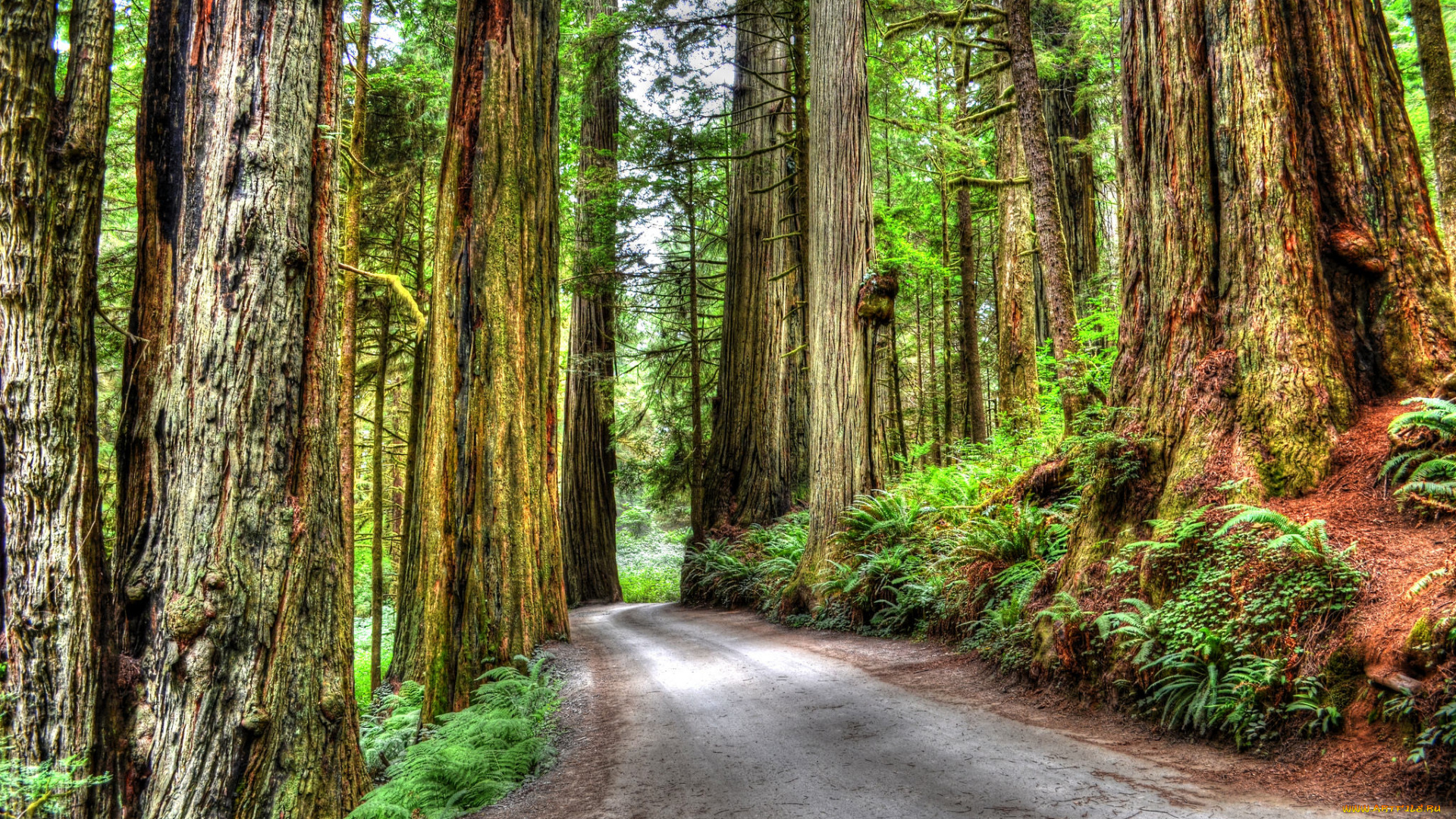 природа, дороги, дорога, лес