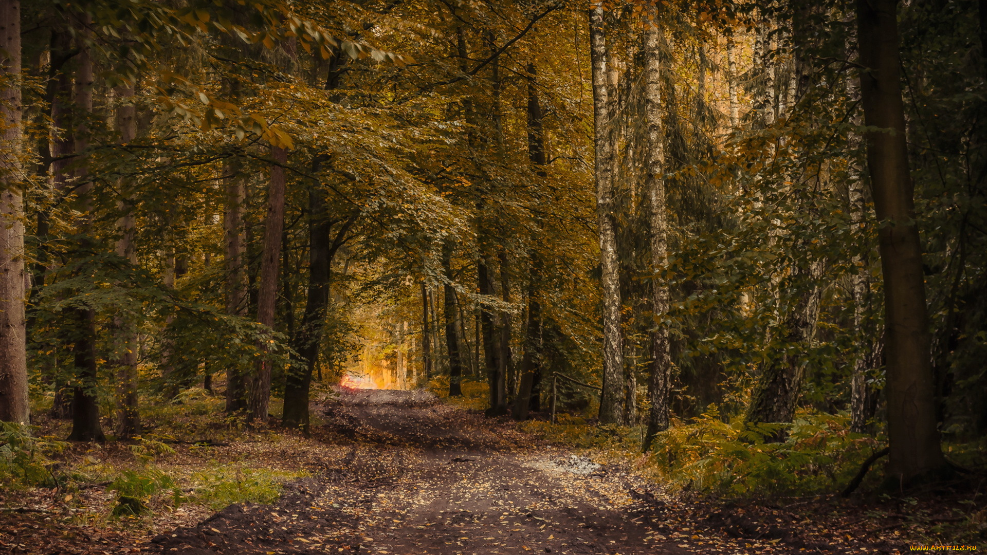 природа, дороги, дорога, лес, осень