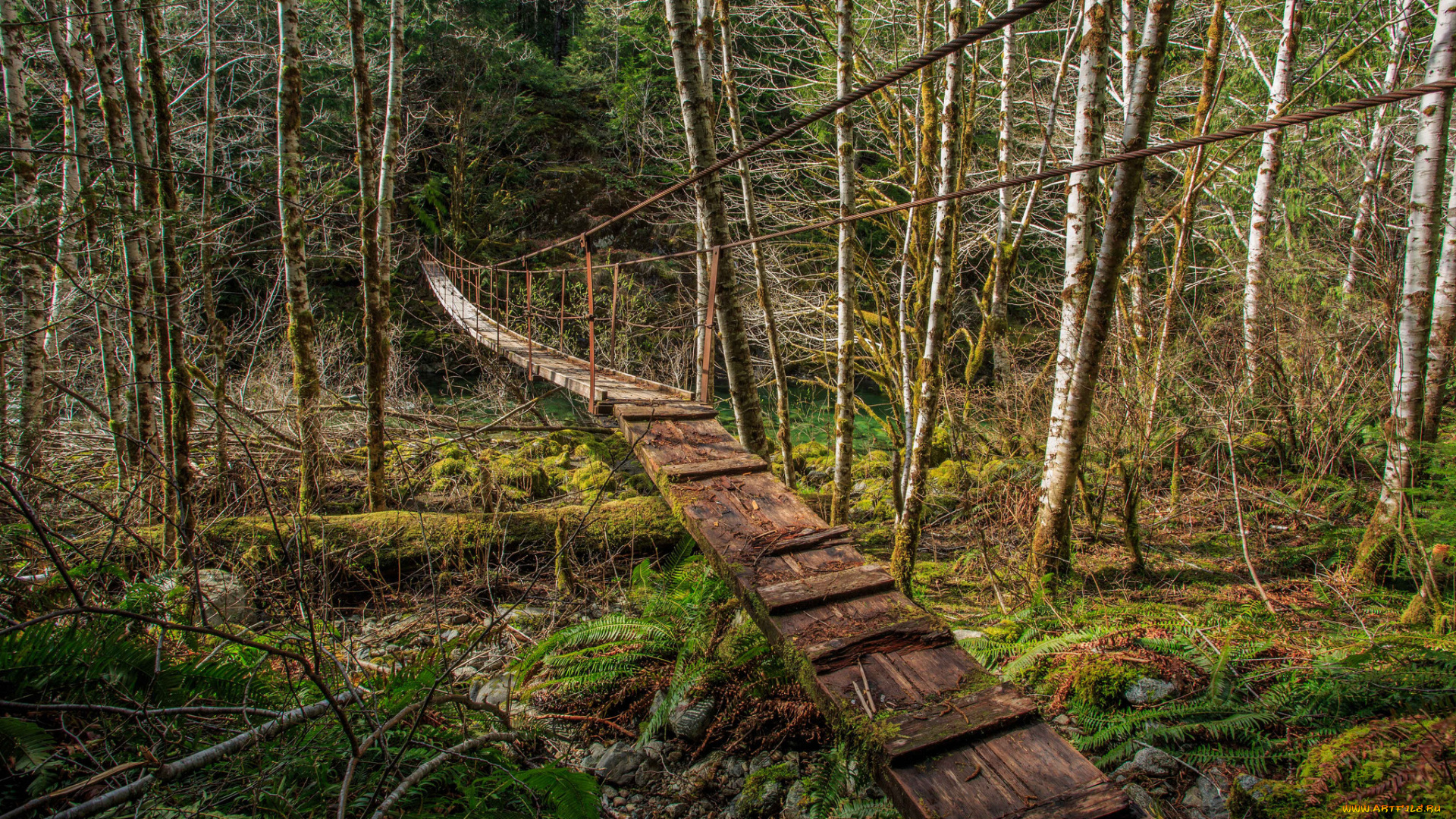 природа, дороги, мостик, лес, тропинка