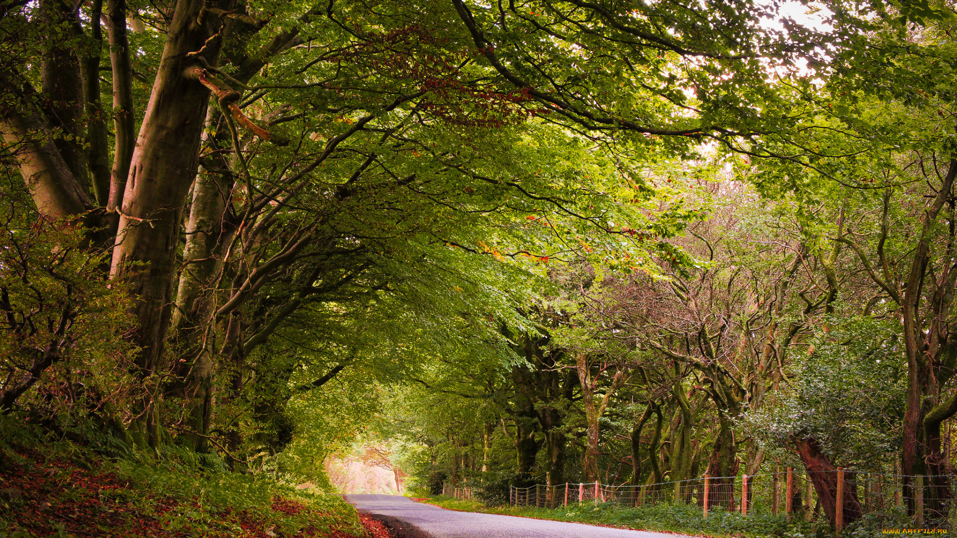 природа, дороги, шоссе, аллея