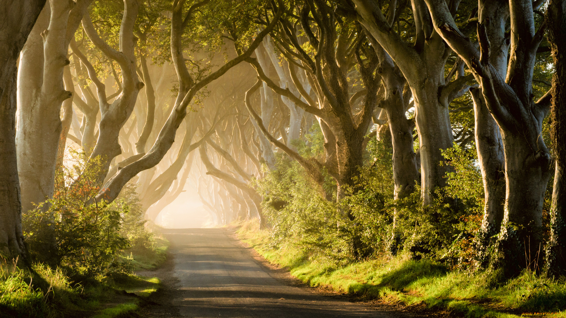 природа, дороги, шоссе, аллея