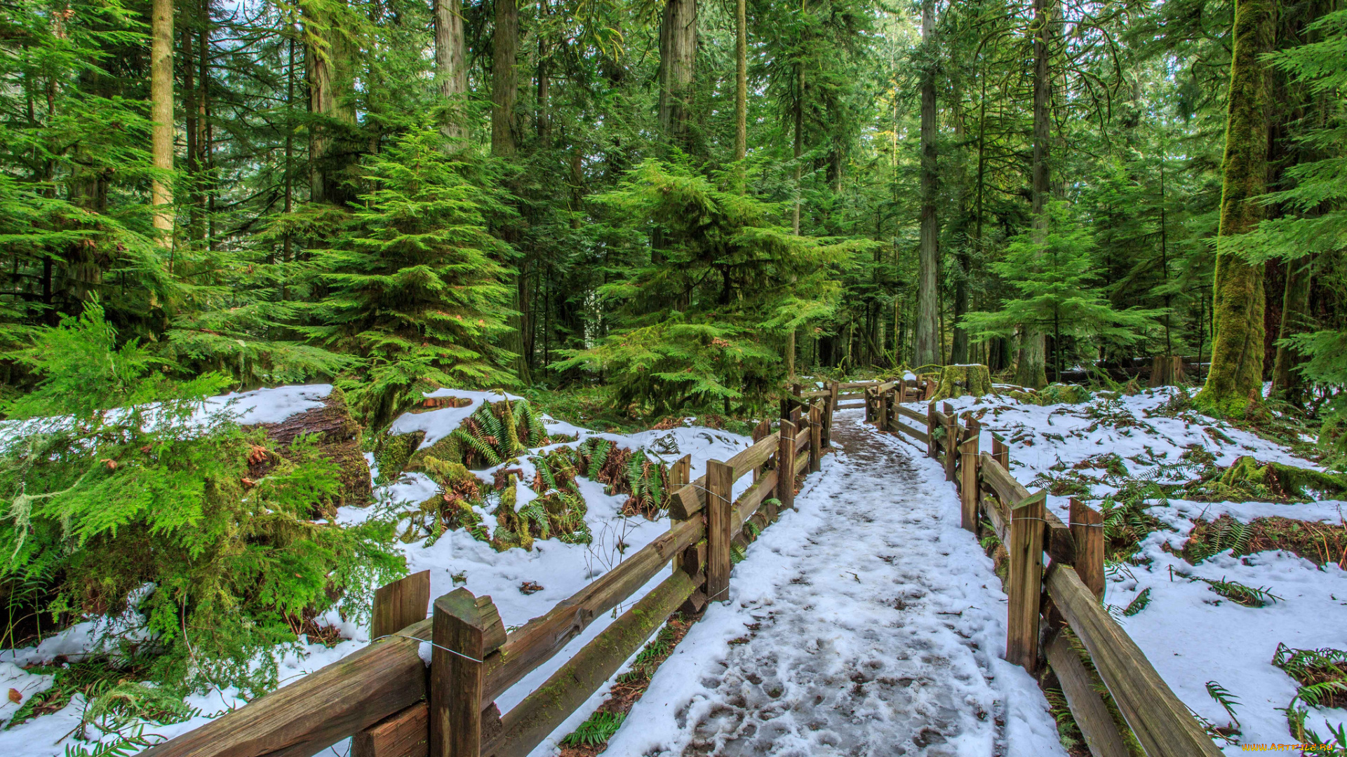 природа, дороги, снег, тропинка, изгородь, ели