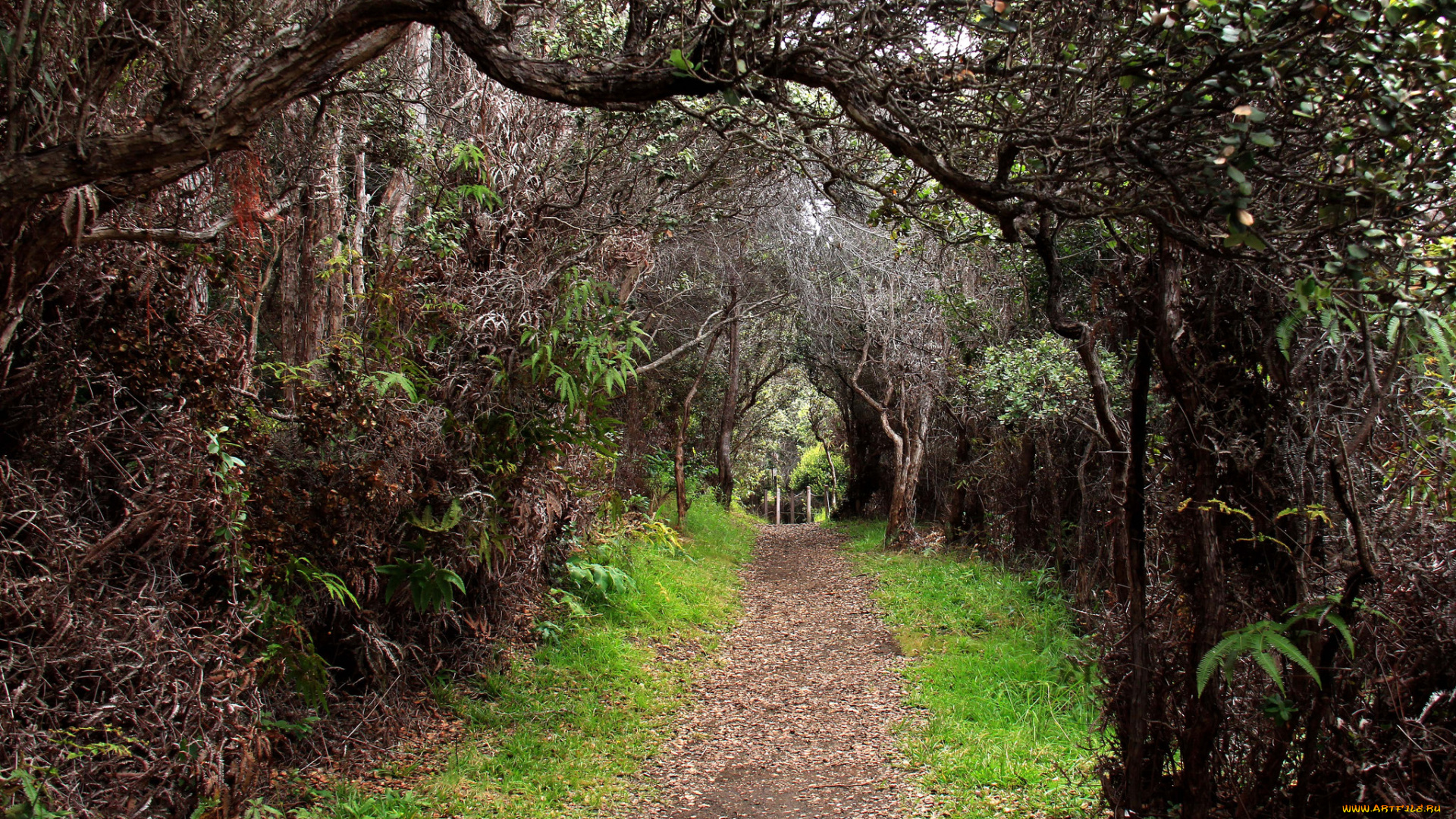природа, дороги, тропинка, аллея