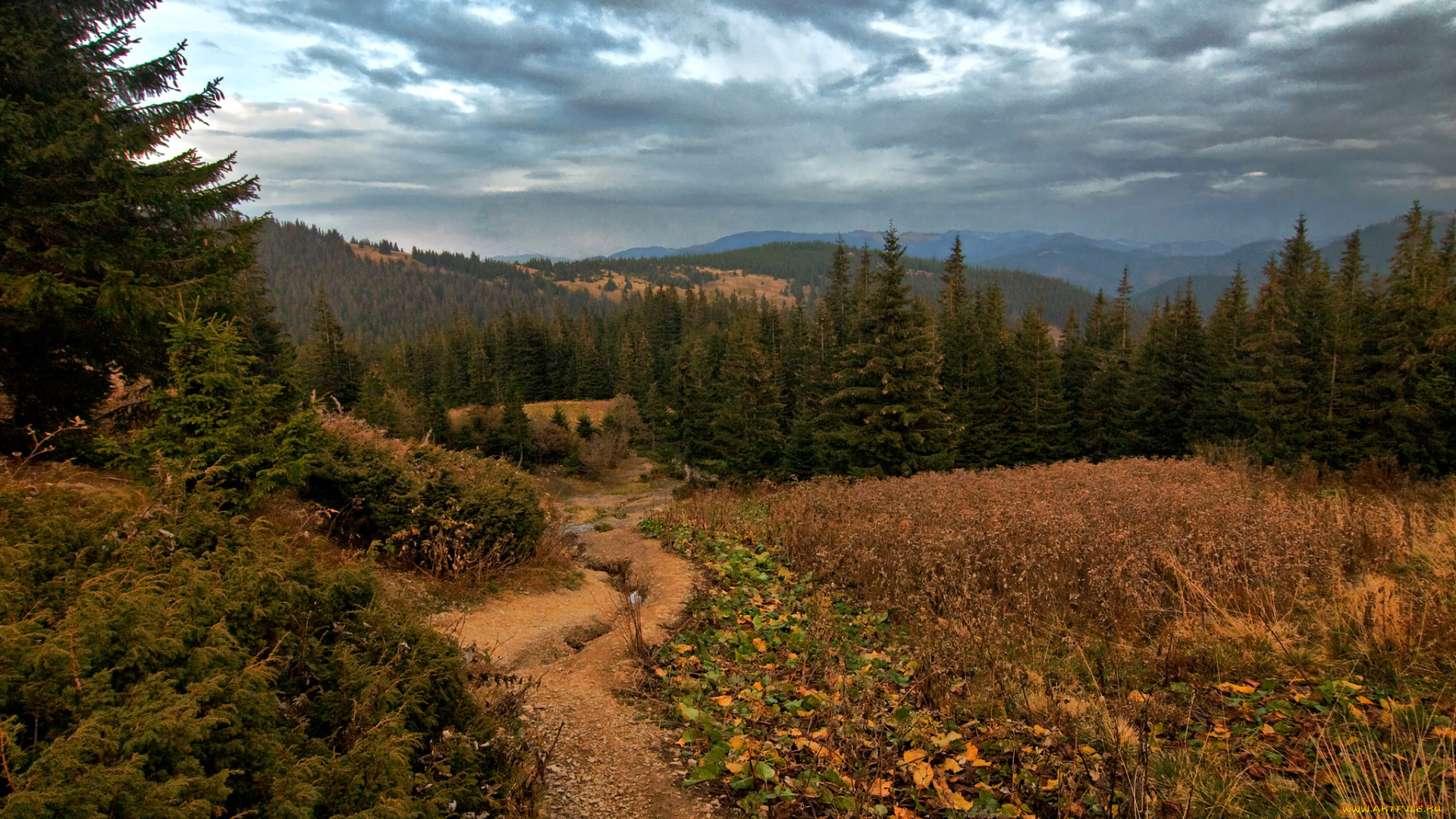 природа, горы, ворохта, тучи, лес, поляна, деревья, трава, vorokhta, украина