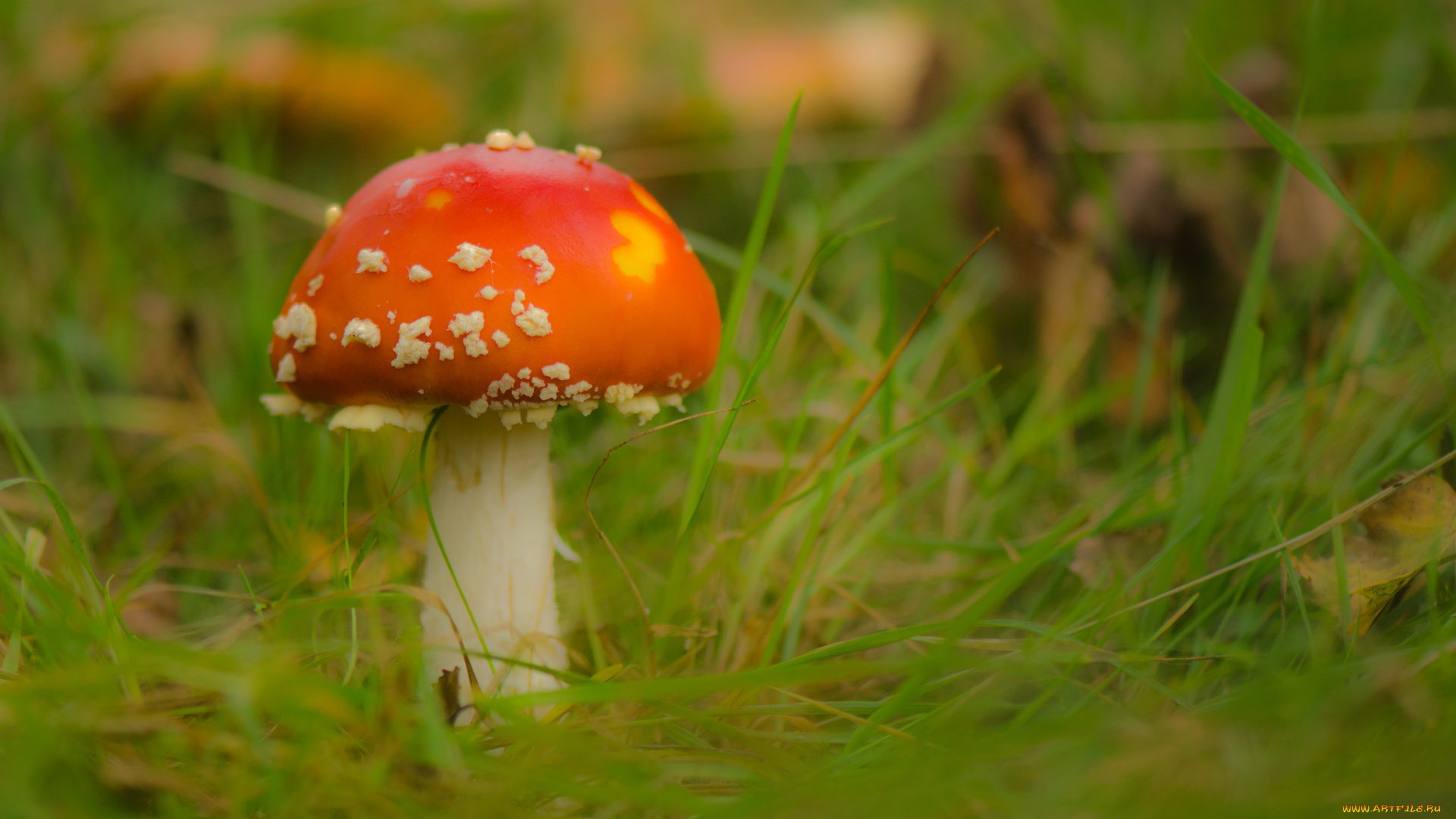 природа, грибы, , мухомор, трава, гриб, мухомор