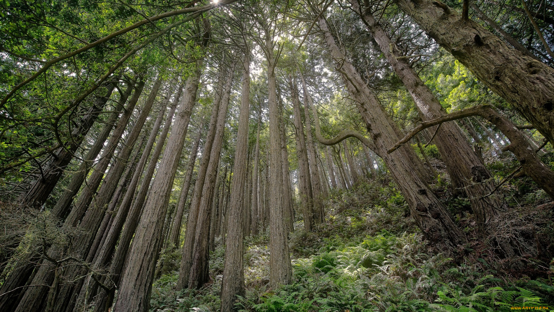 природа, лес, чаща, склон