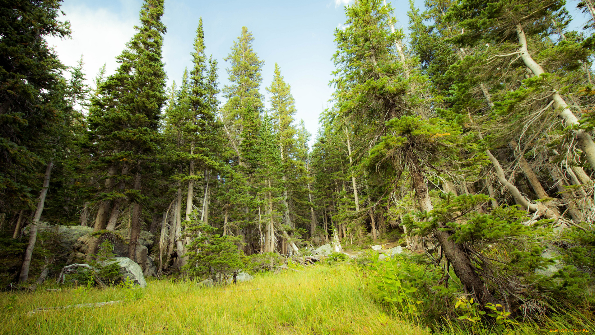 природа, лес, поляна, ели