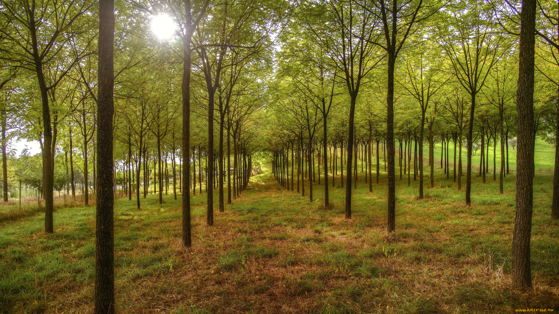 природа, лес, редколесье