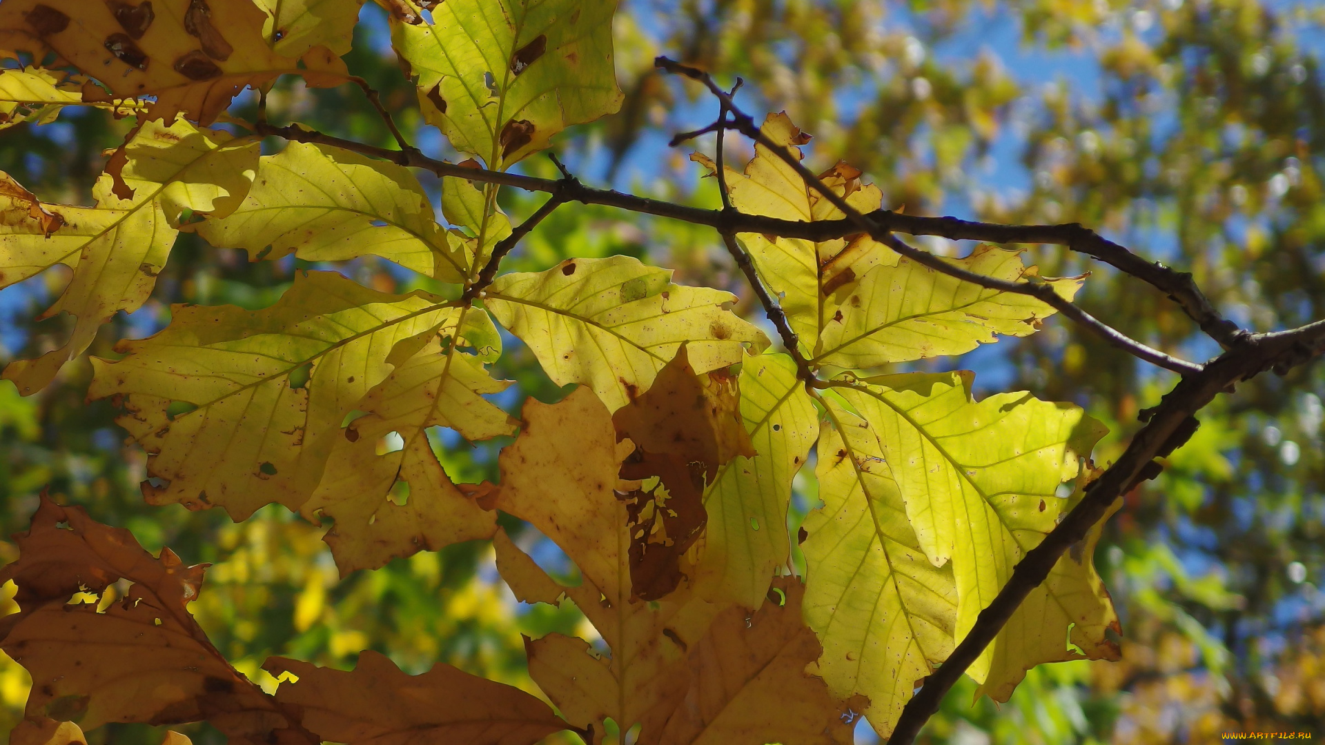 природа, листья, осень, каштан