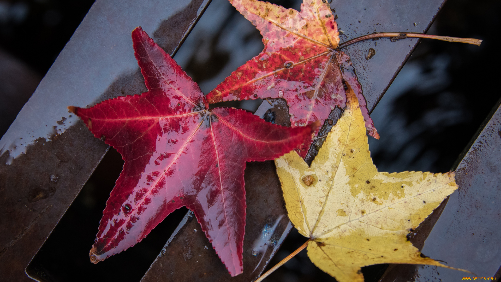 природа, листья, сырость, осень