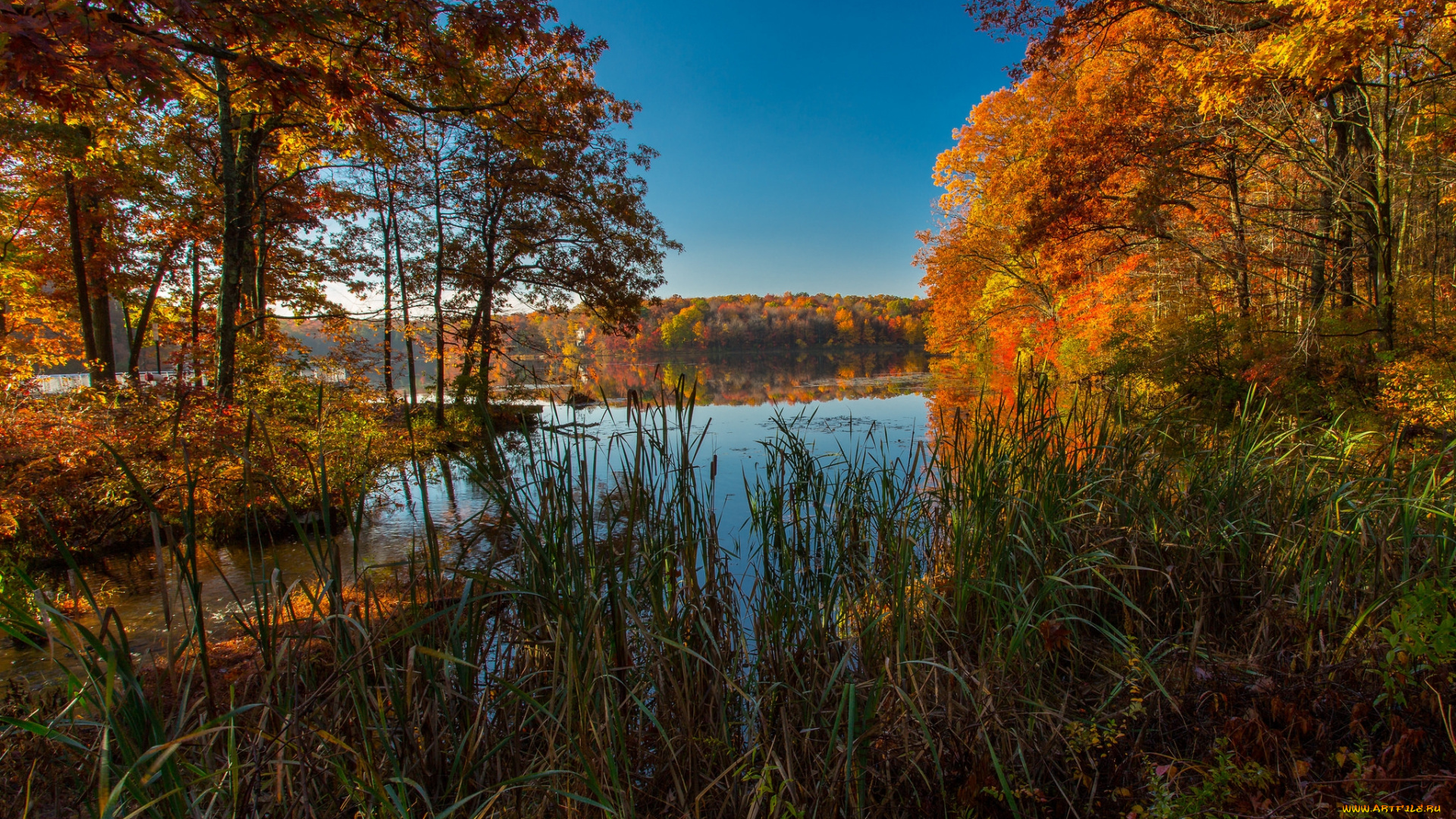 природа, реки, озера, река, лес