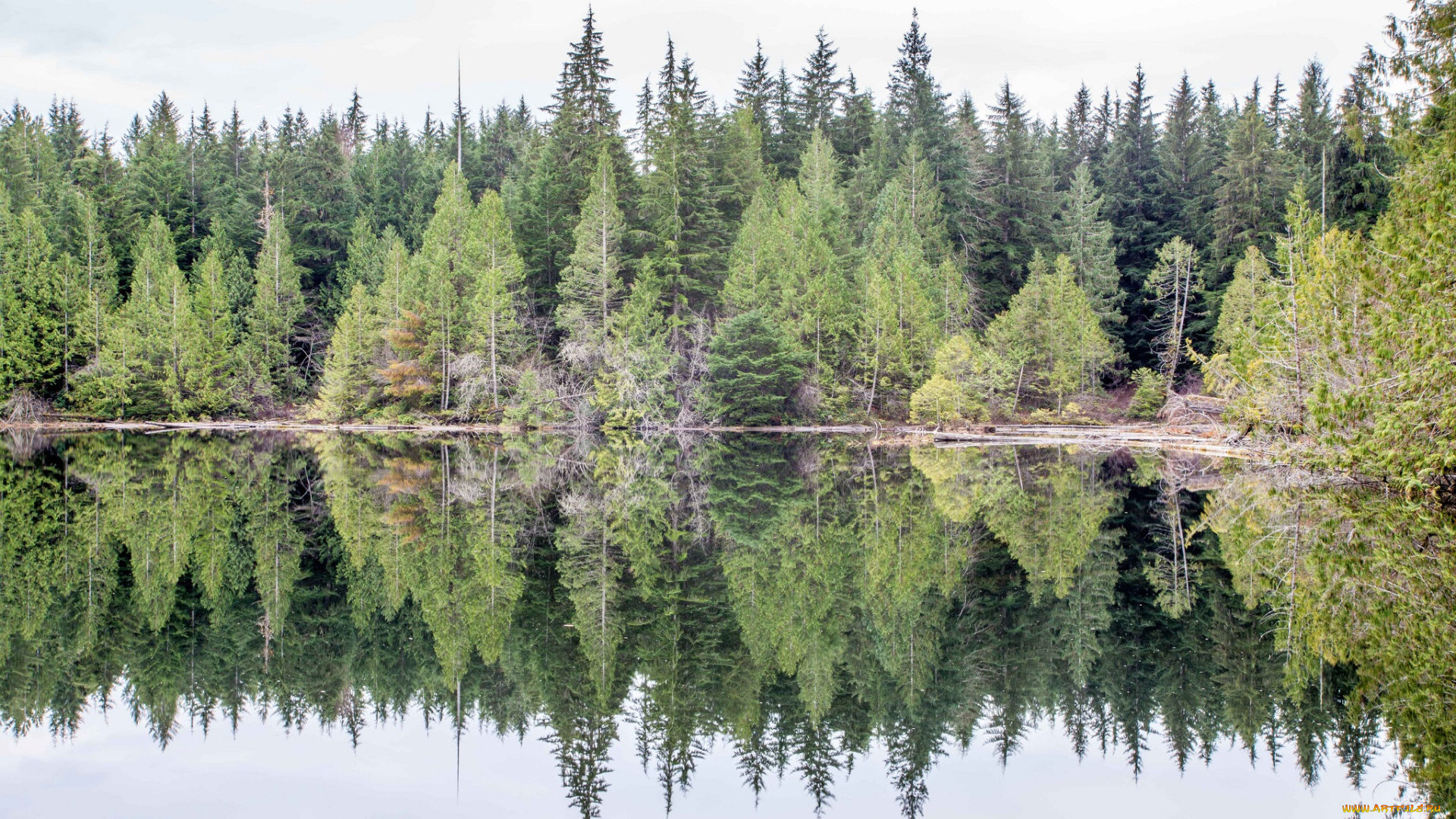 природа, реки, озера, река, лес