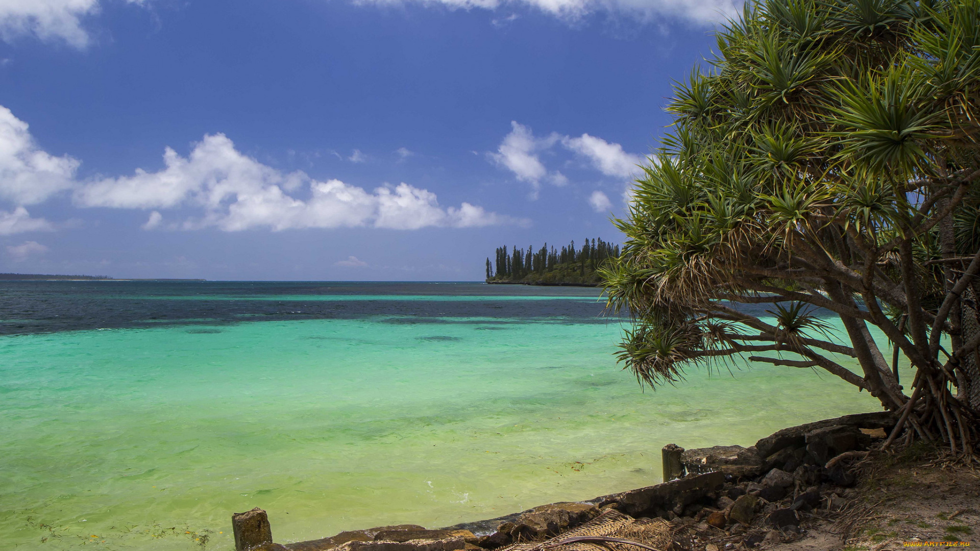 природа, тропики, берег, океан, пальмы