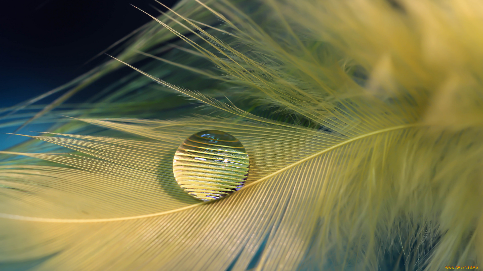 разное, перья, капля, перо, вода