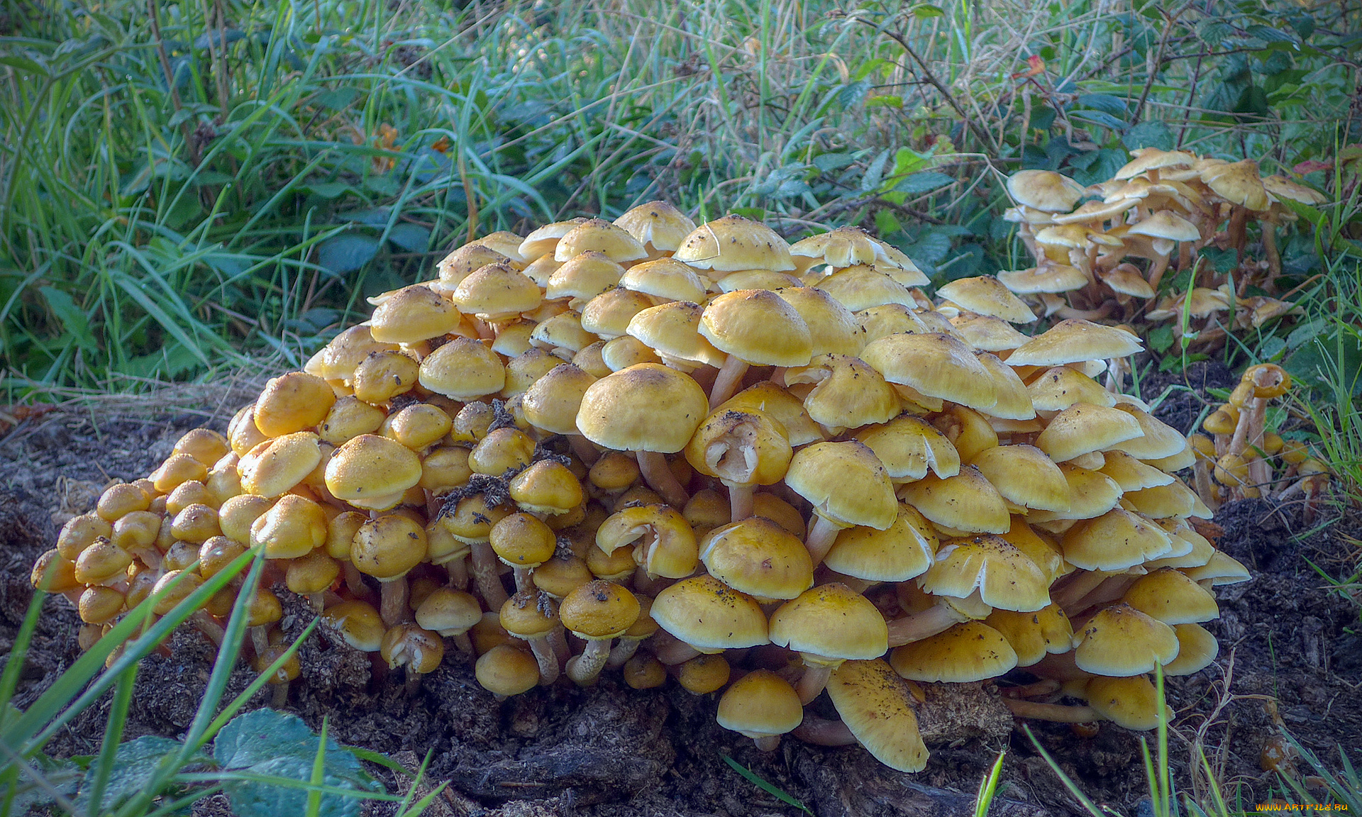 природа, грибы, опята