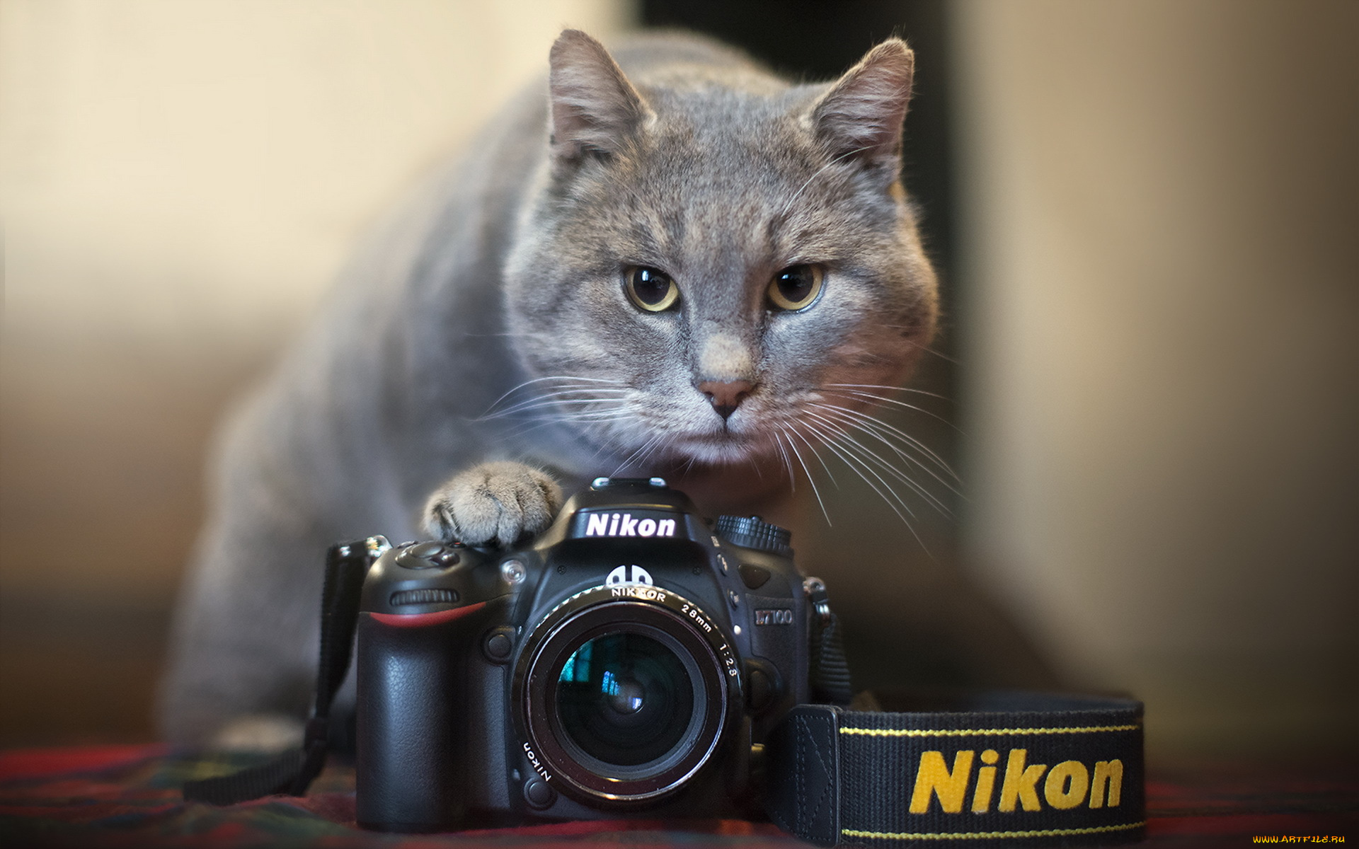 бренды, nikon, кошка, камера