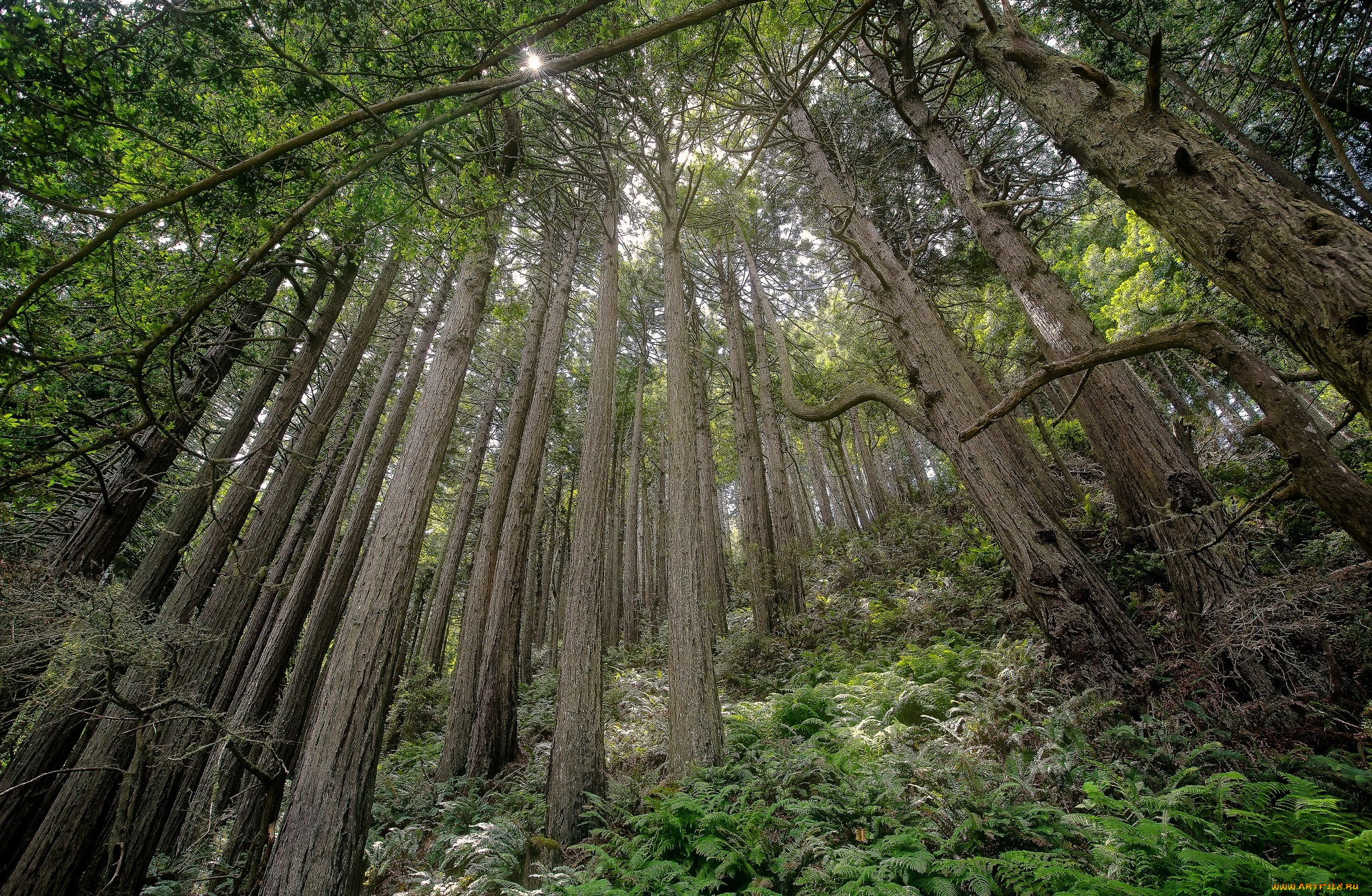 природа, лес, чаща, склон